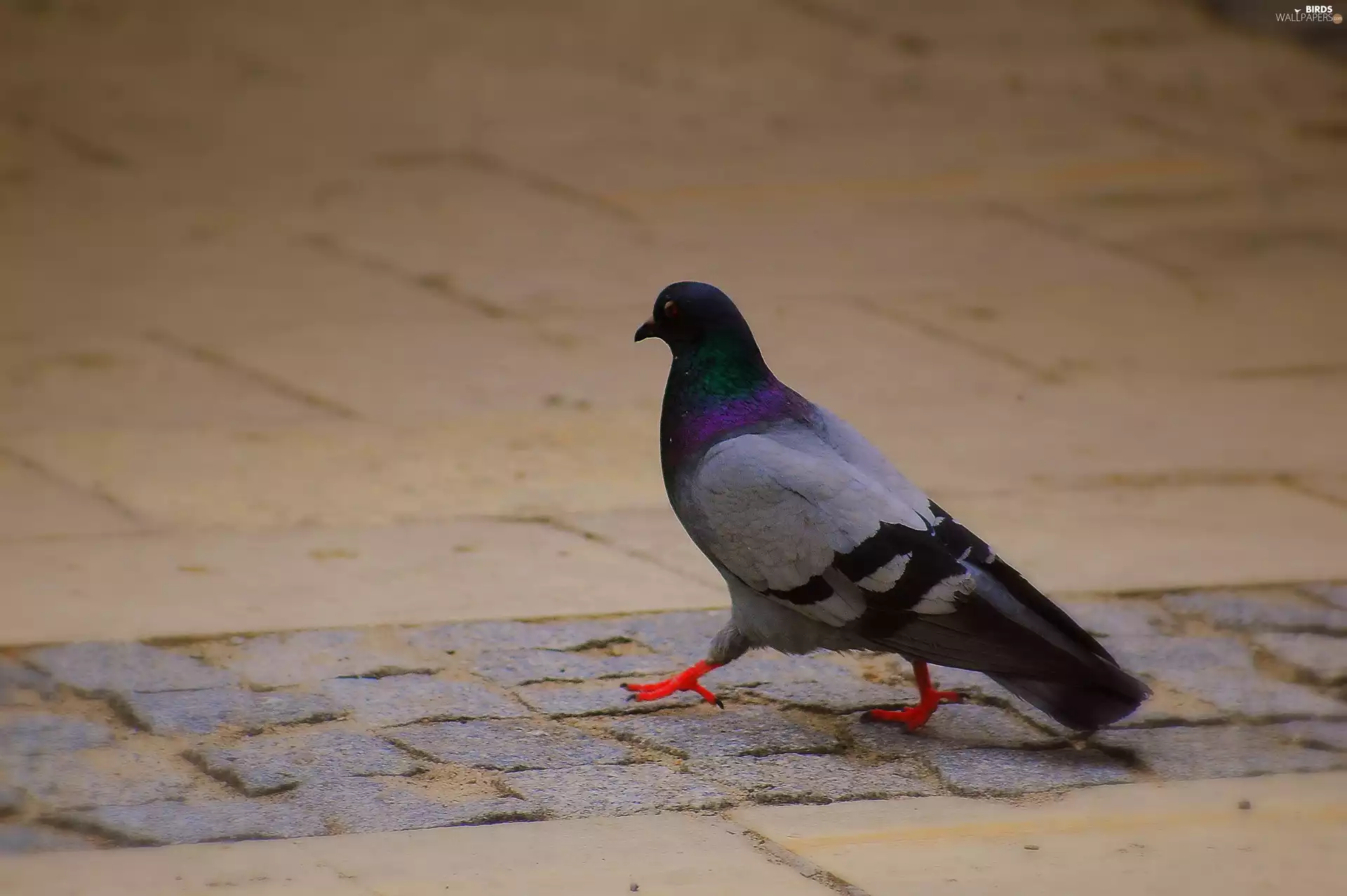 Bird, wander, Pavement, pigeon