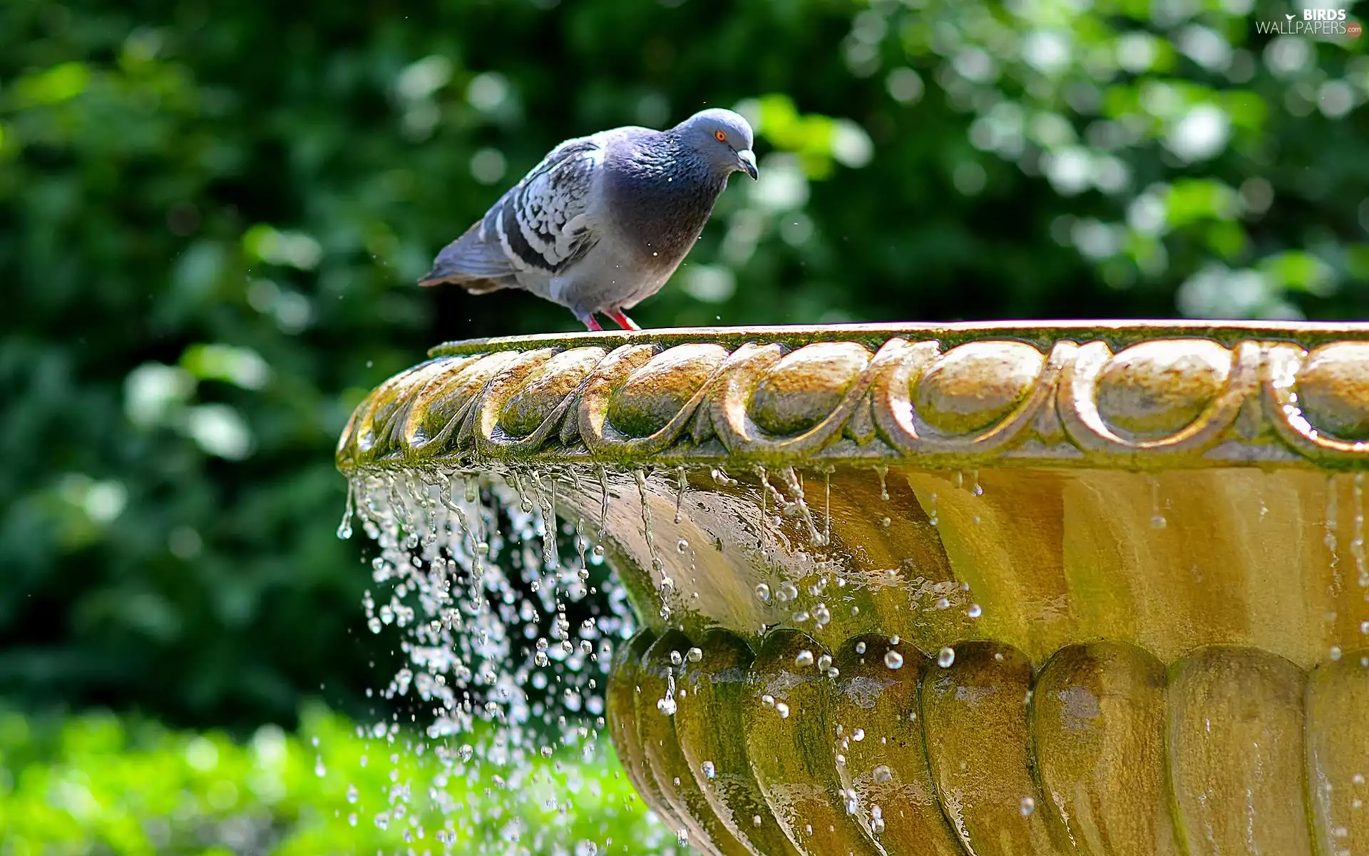 pigeon, fountain