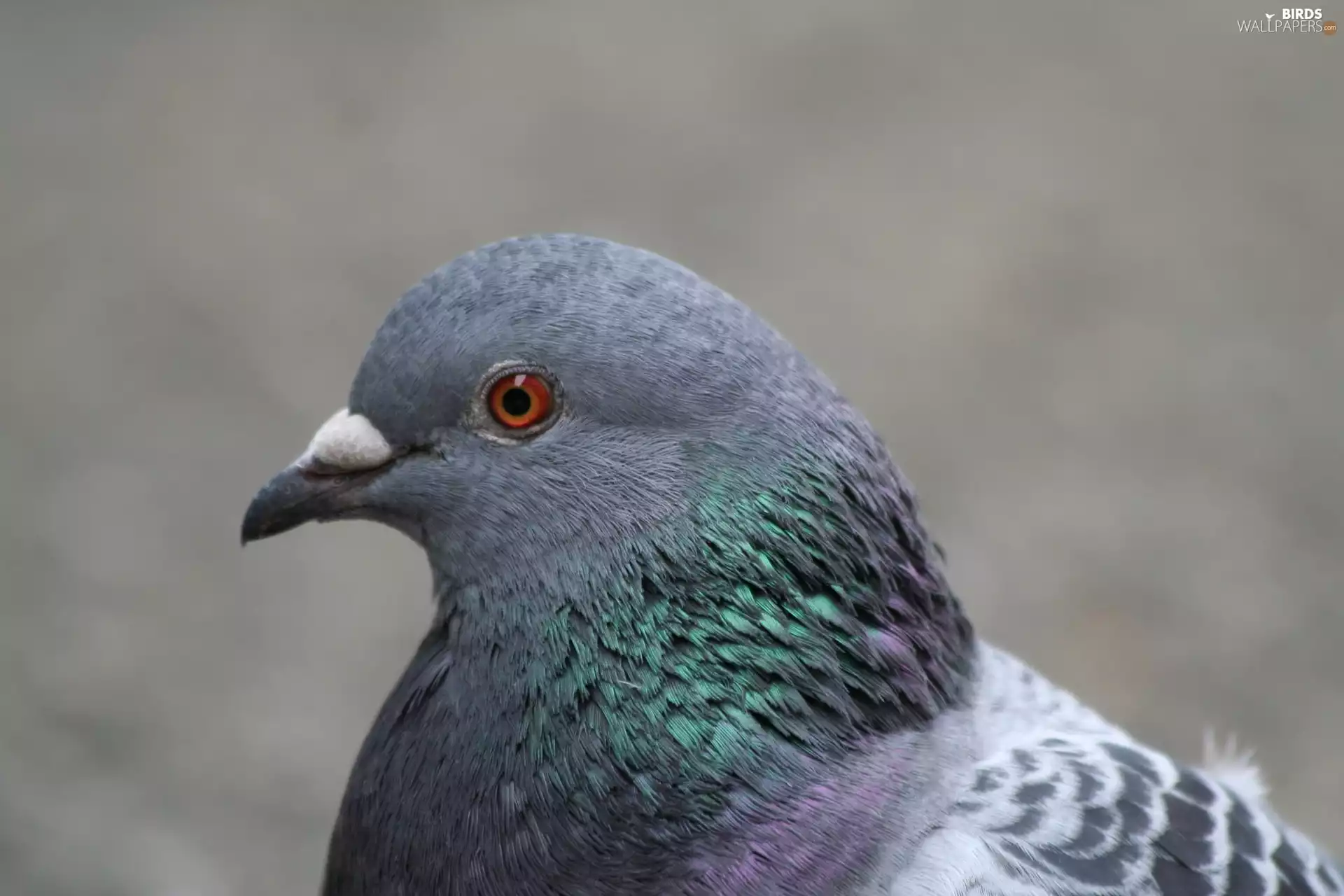 pigeon, Head