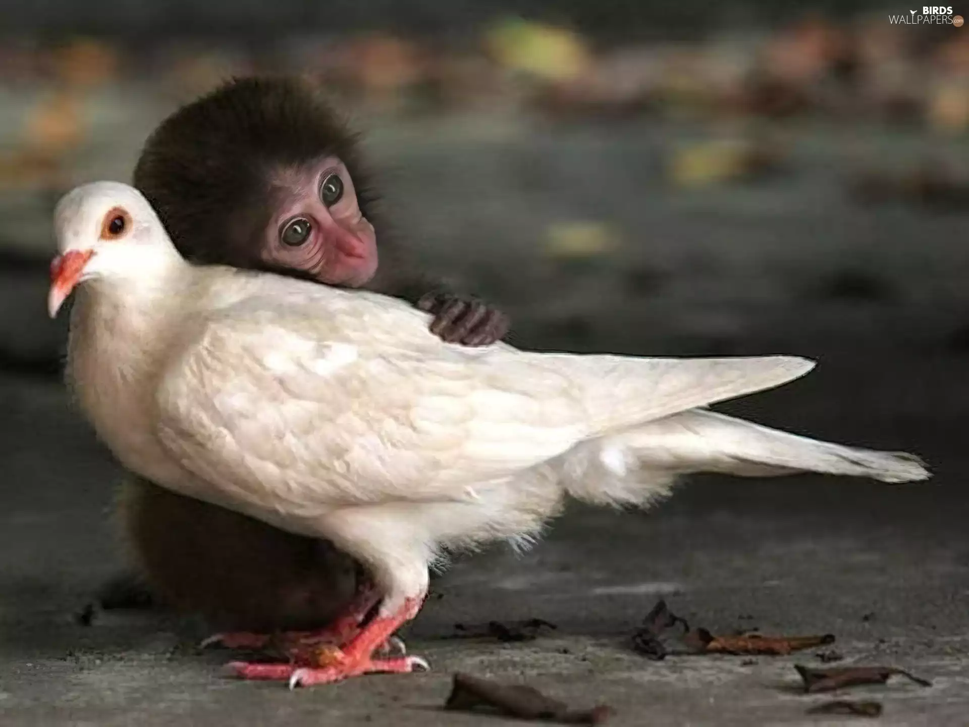 pigeon, small, Monkey