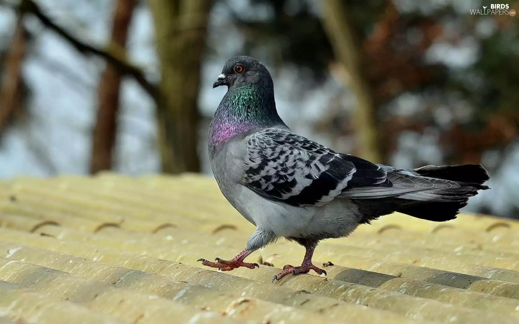 pigeon, the roof