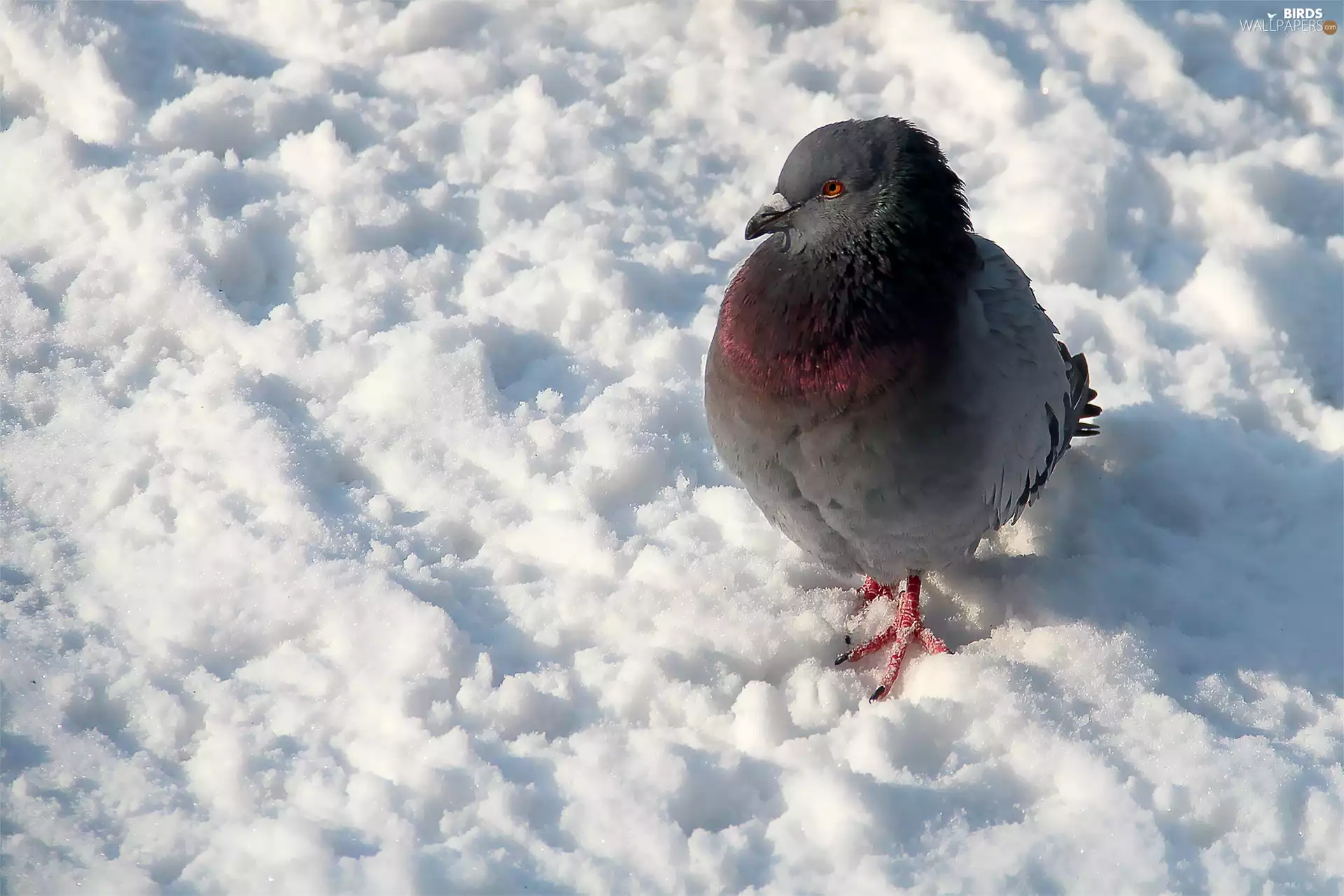 pigeon, snow