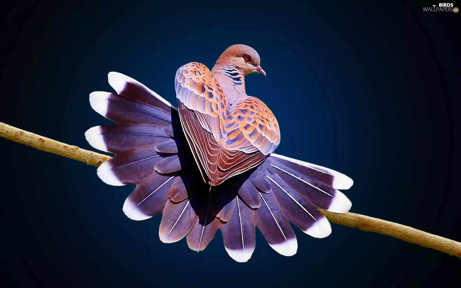 Turtle-Dove, Bird, pigeon