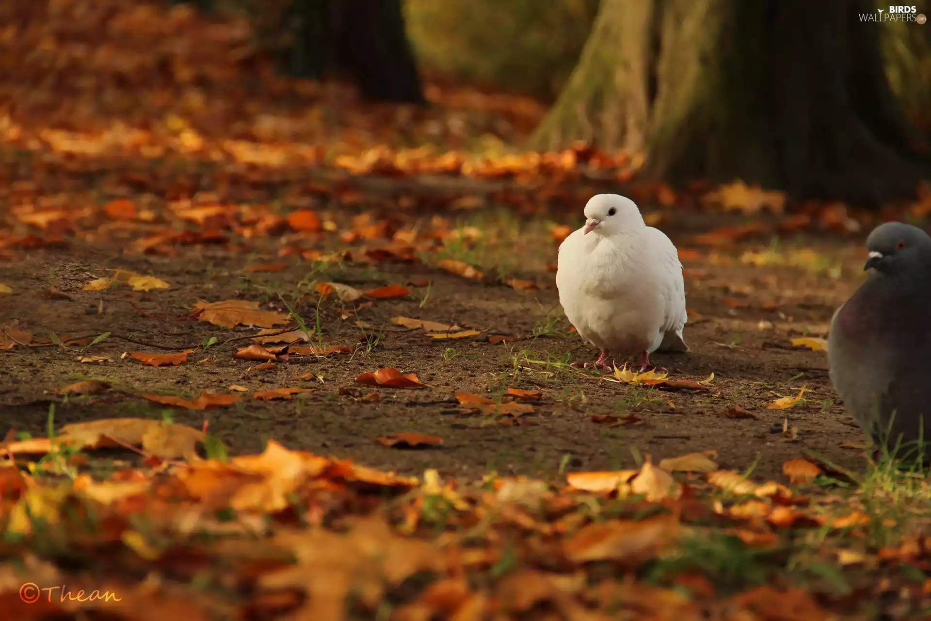 White, dry, Leaf, pigeon