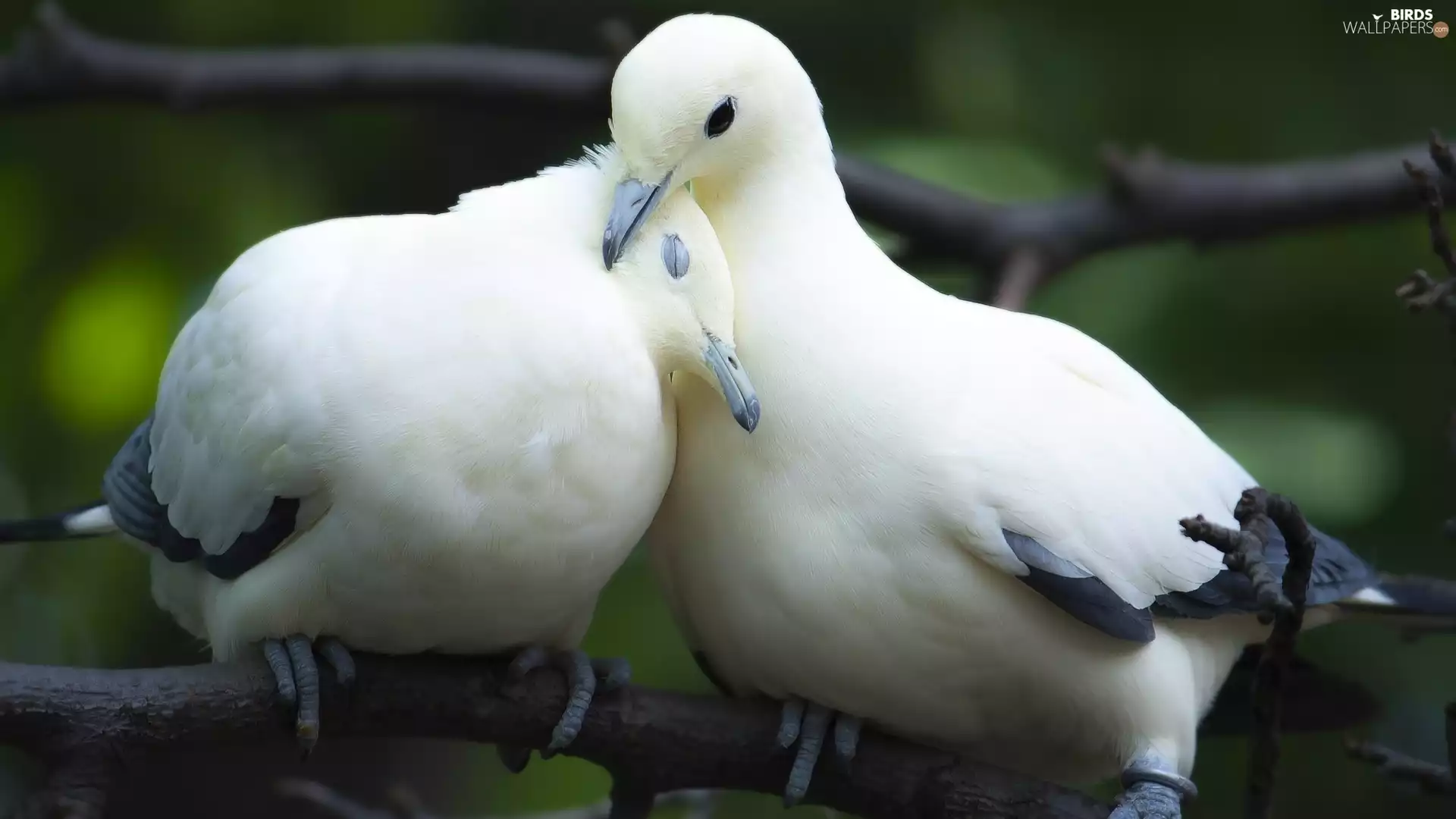 pigeons, Steam, white