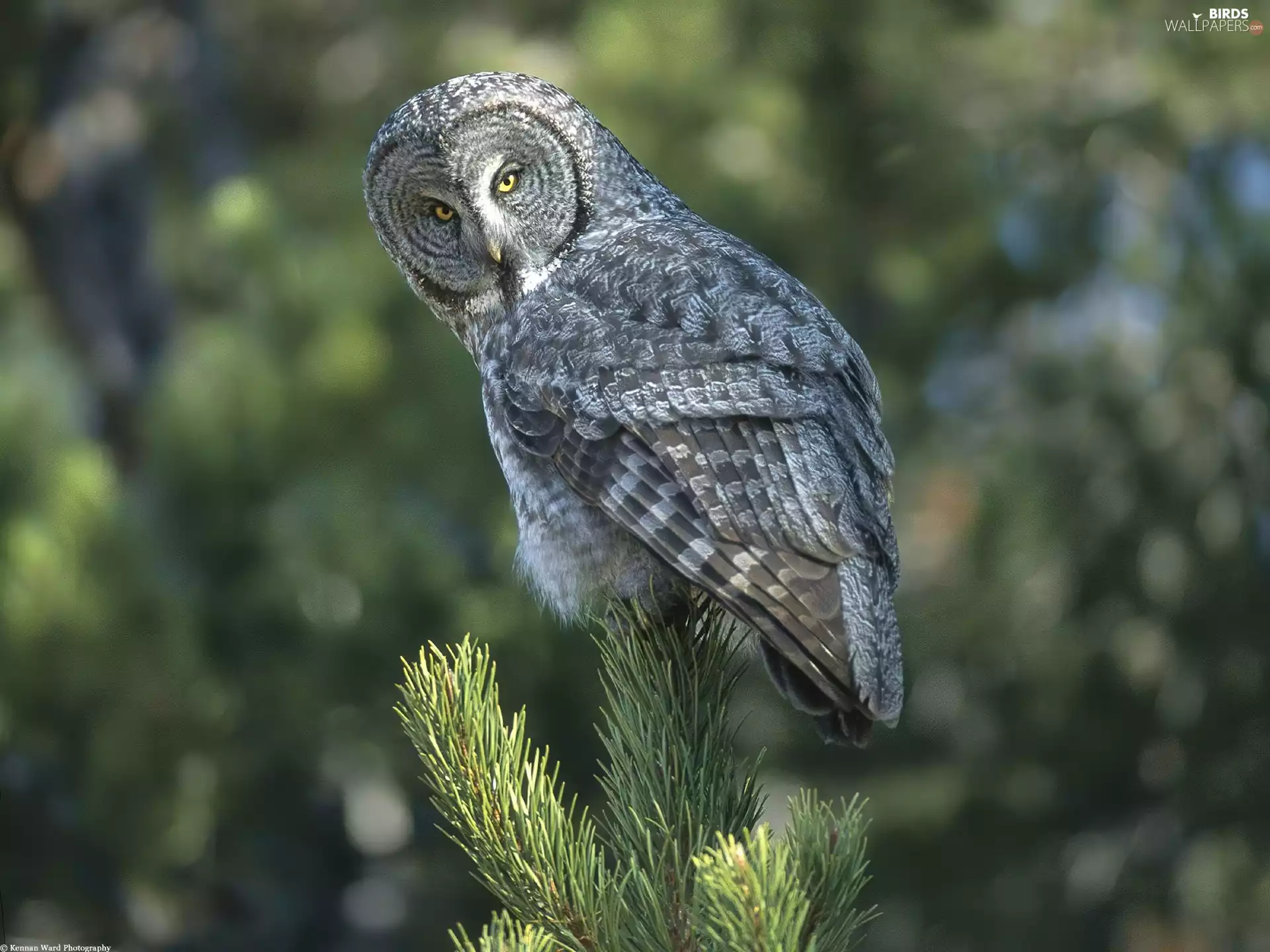 pine, owl, tip