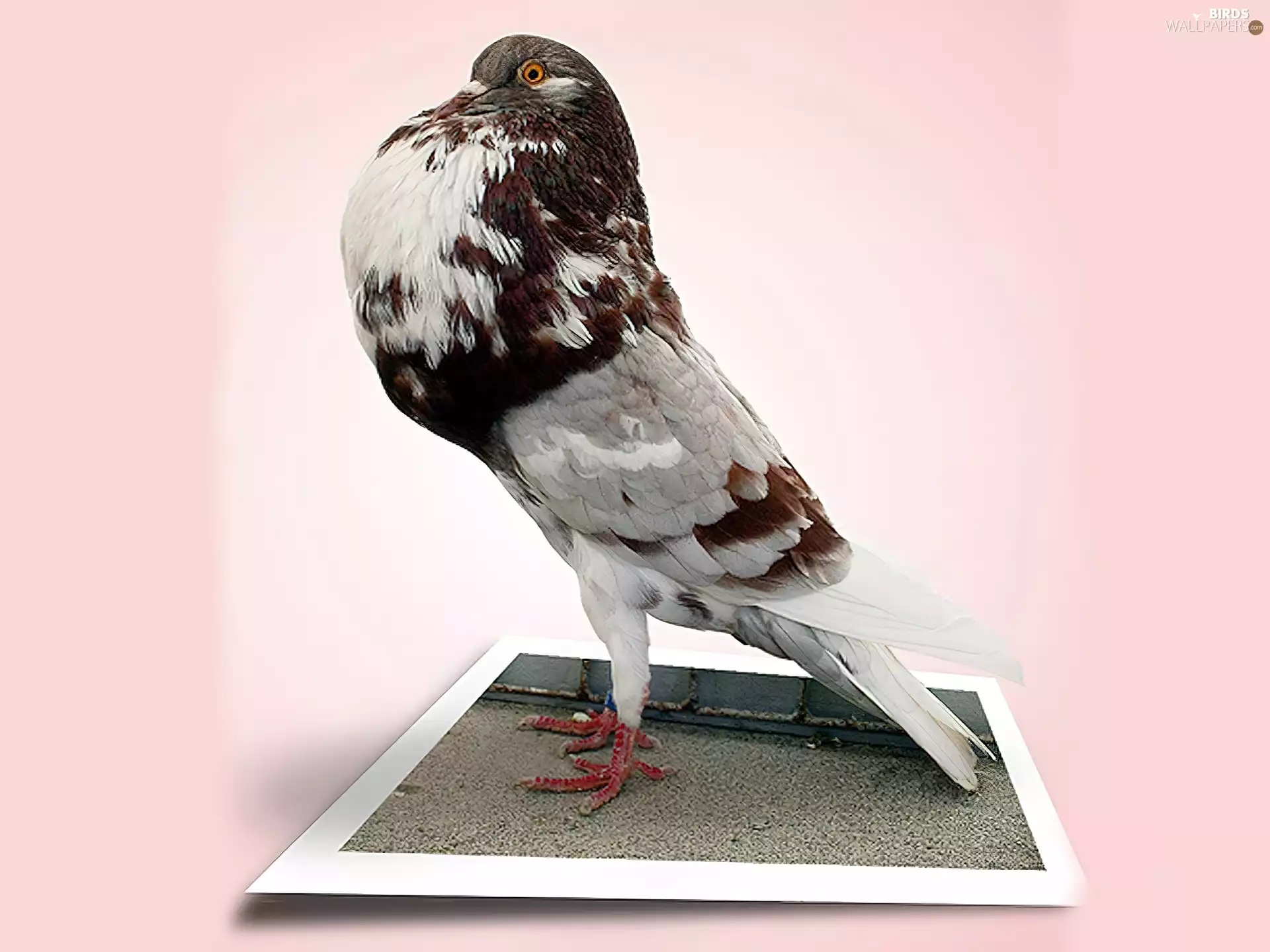 dove, background, 4d, Pink