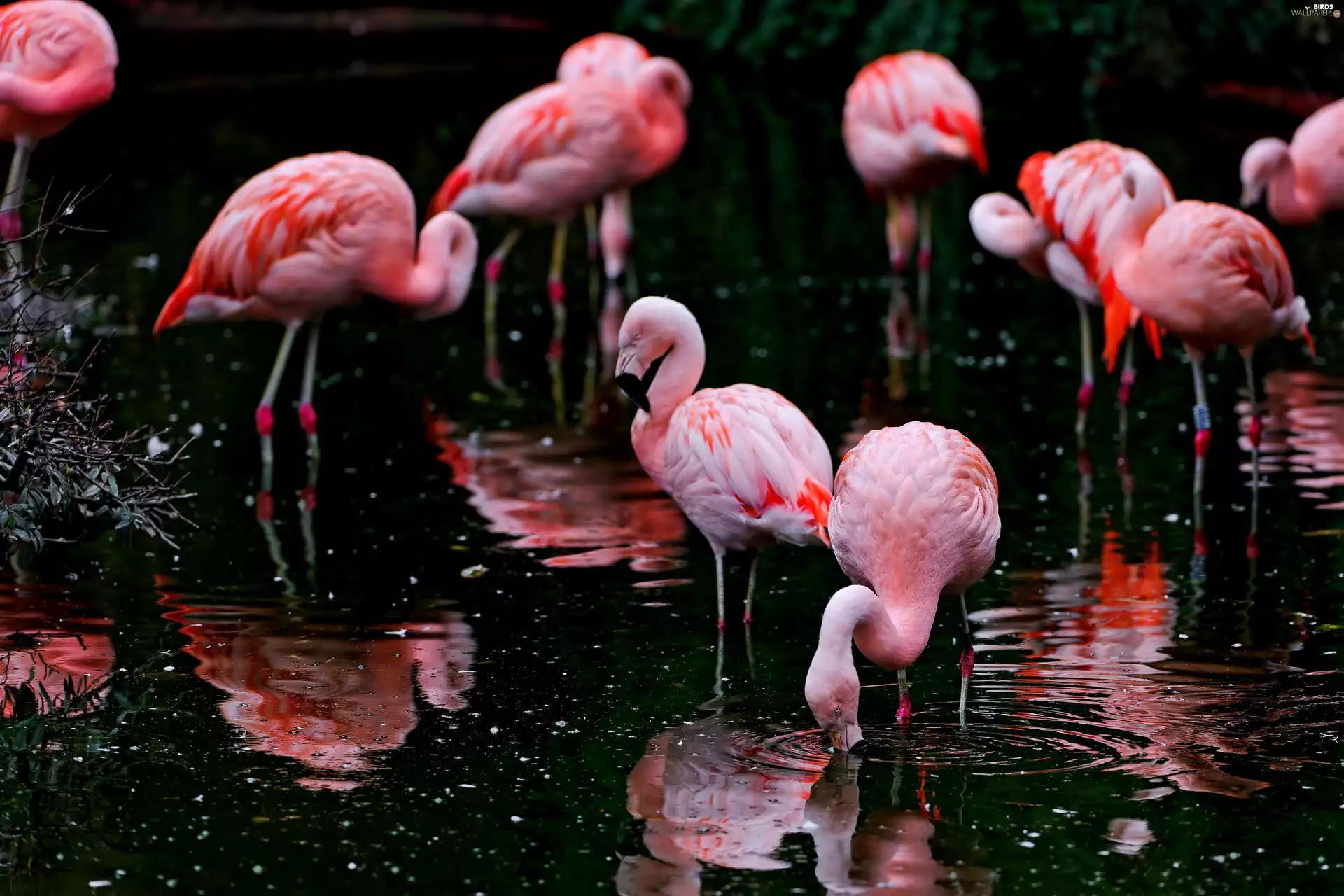 Pink, Flamingos