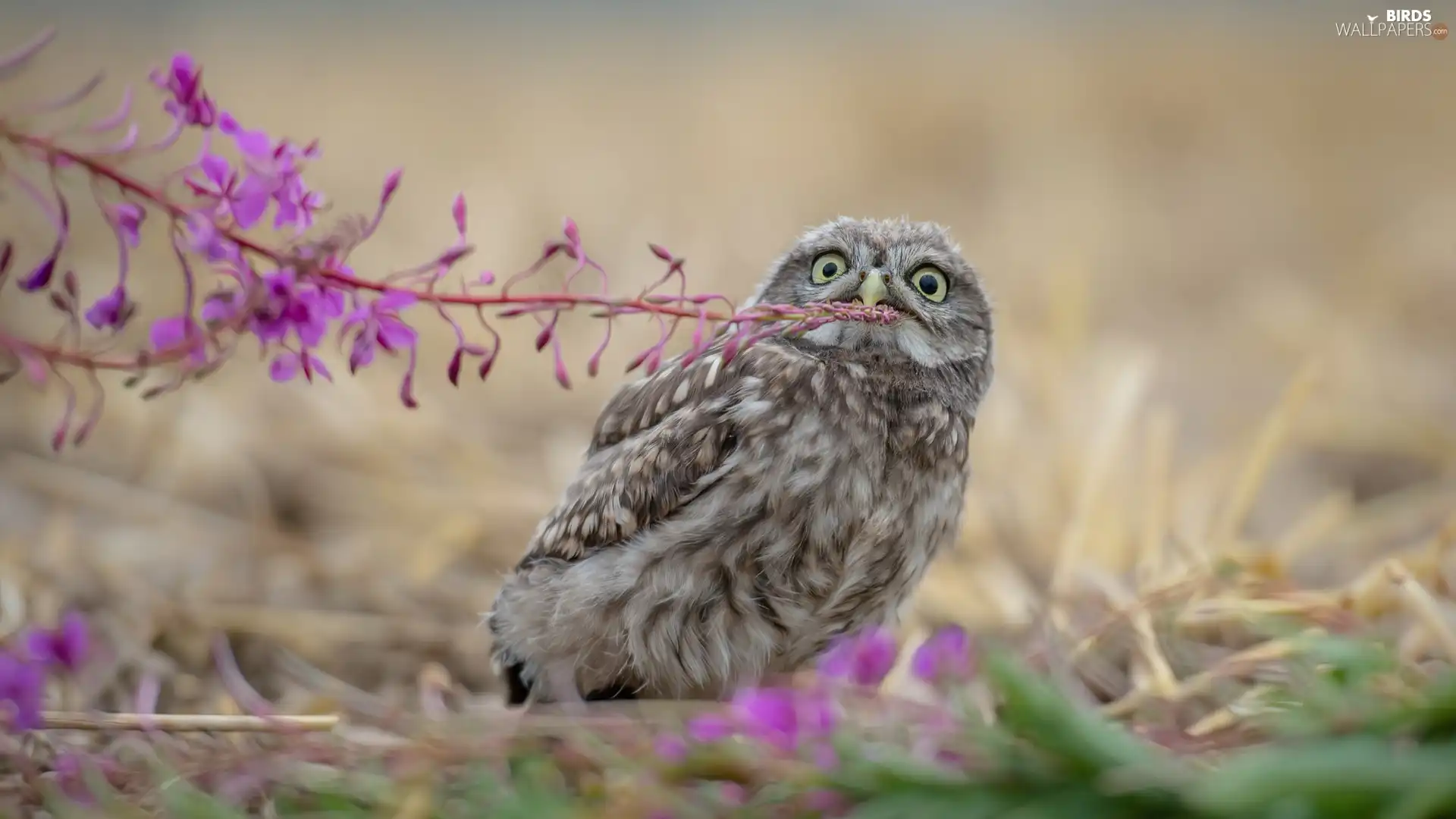 Pink, owl, fuzzy, background, Colourfull Flowers, Little Owl