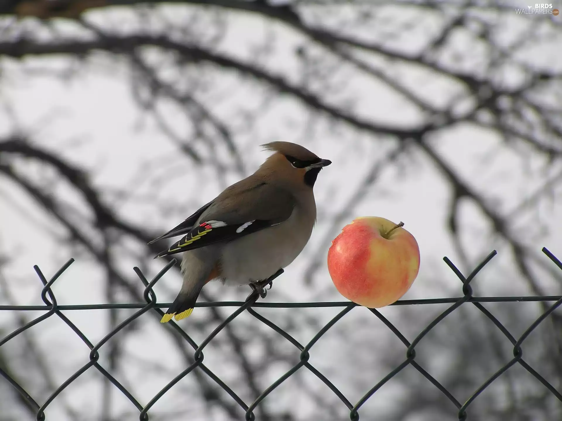 Waxwing, Yellow, darts, Pink