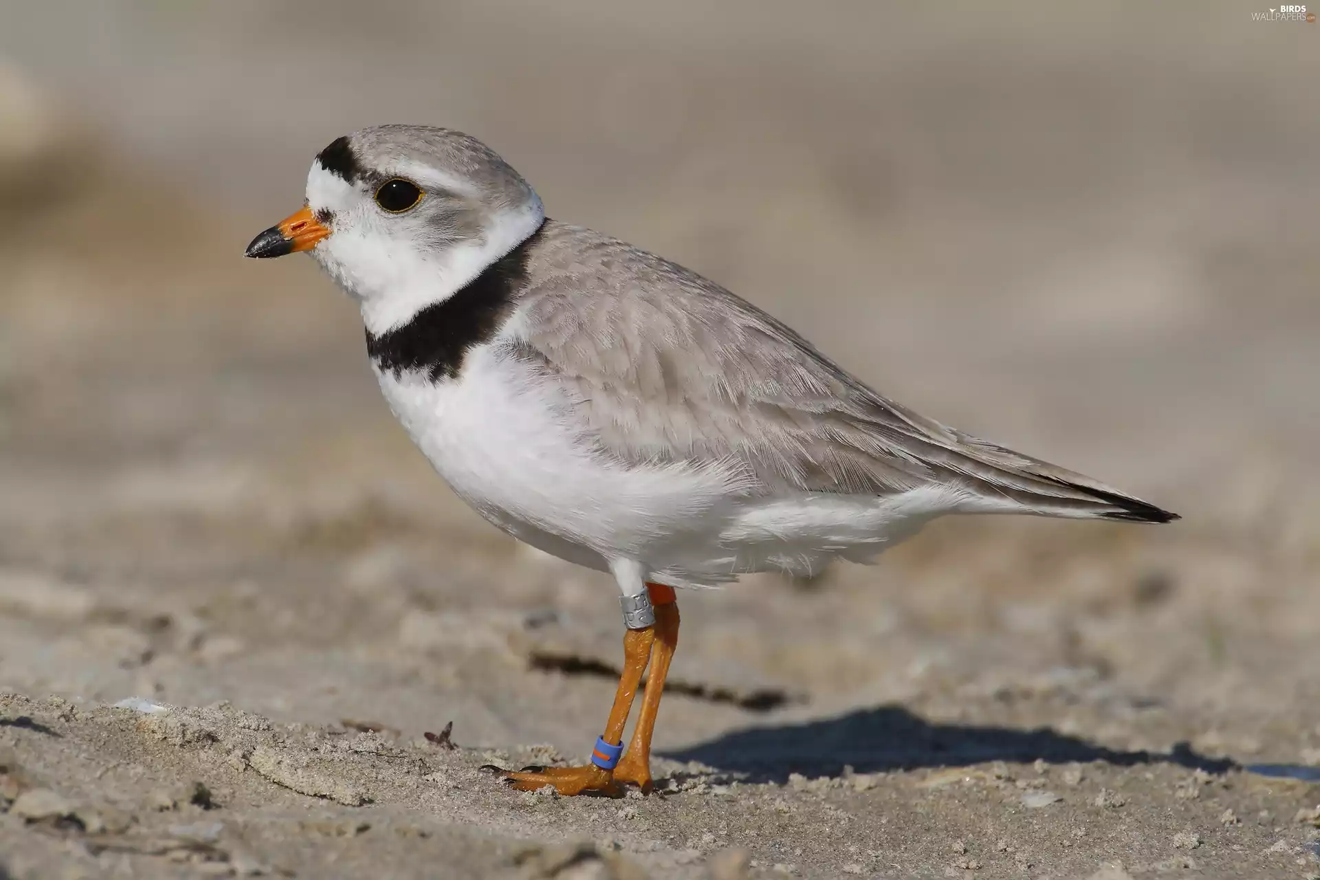 Piping plover