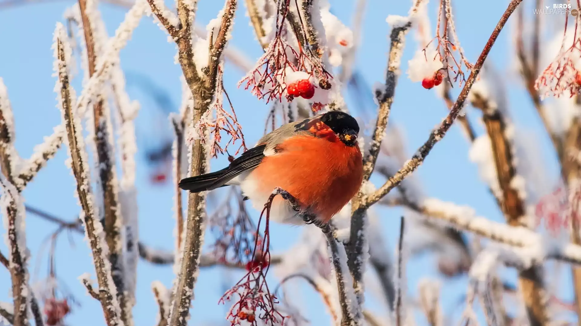 Twigs, Plant, Gil, Snowy, Bird