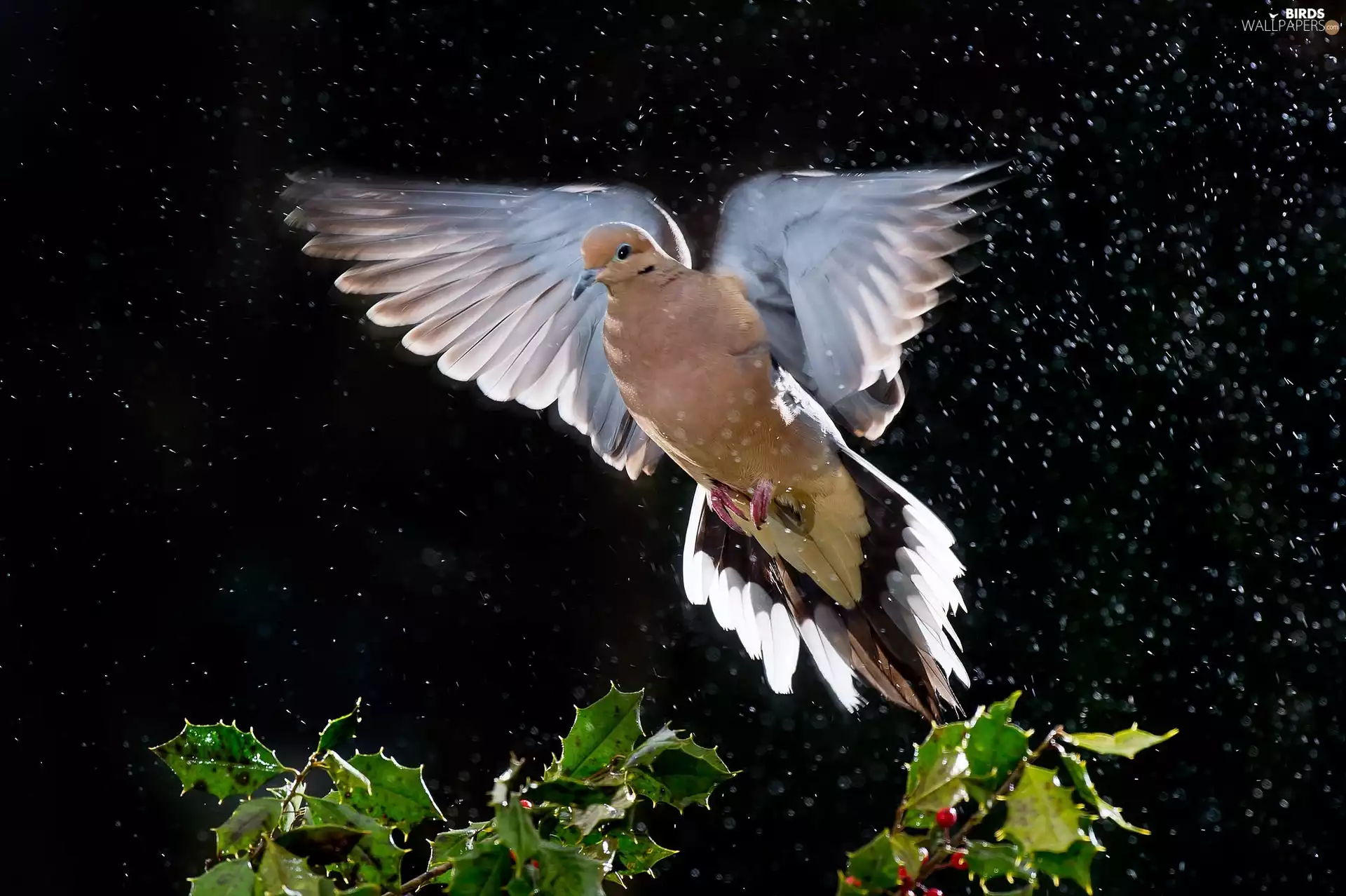 pigeon, plant, Rain, Collared Dove