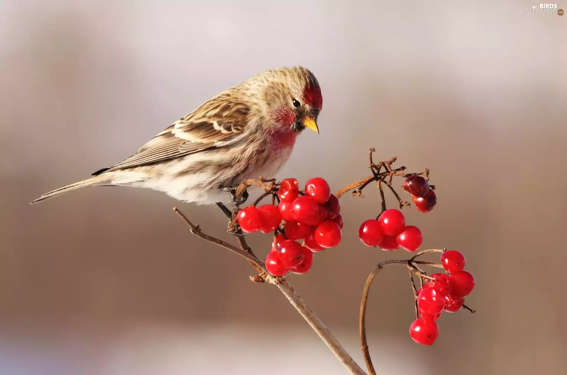 Plant, redpoll