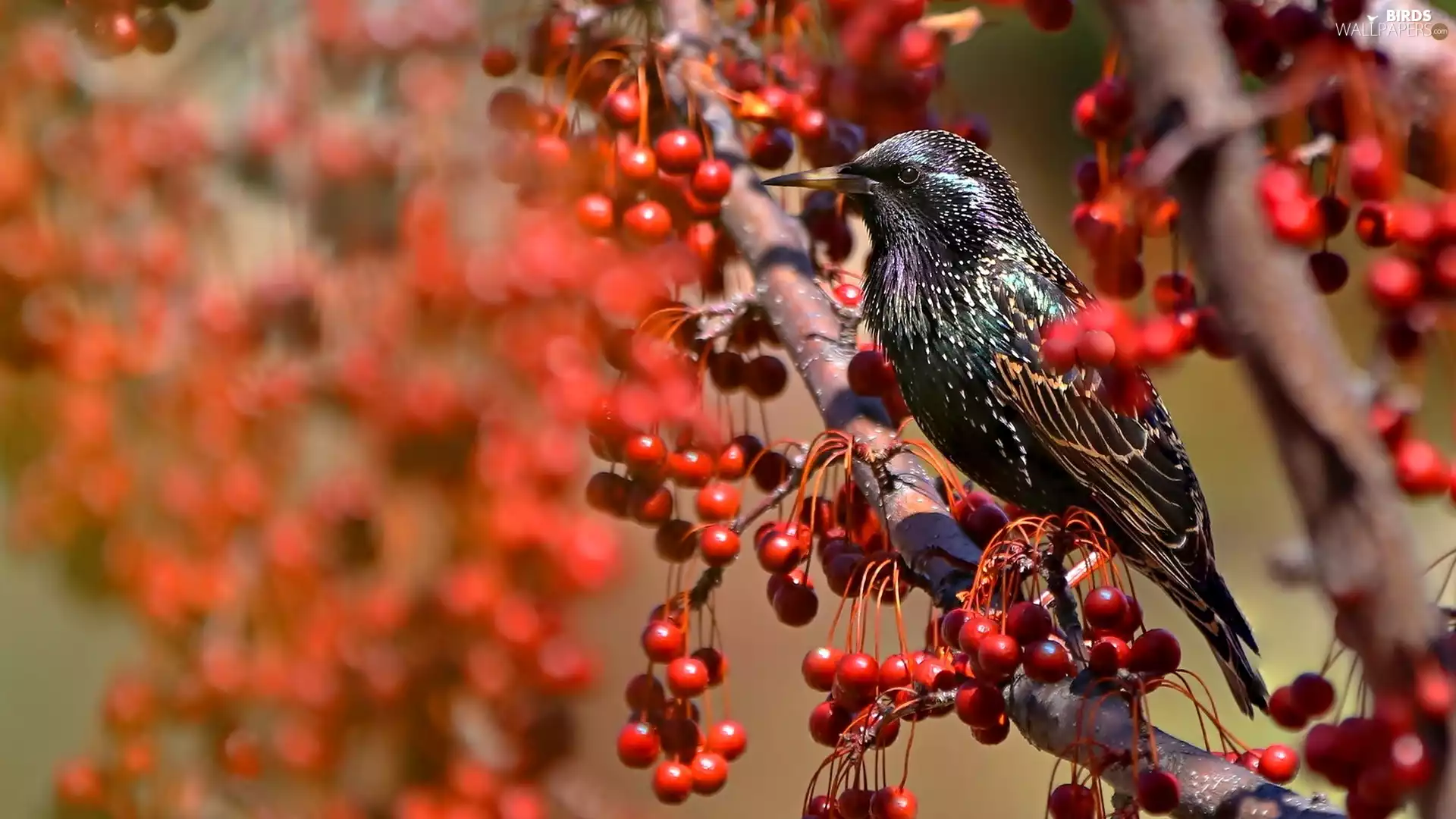 Plant, Bird, starling