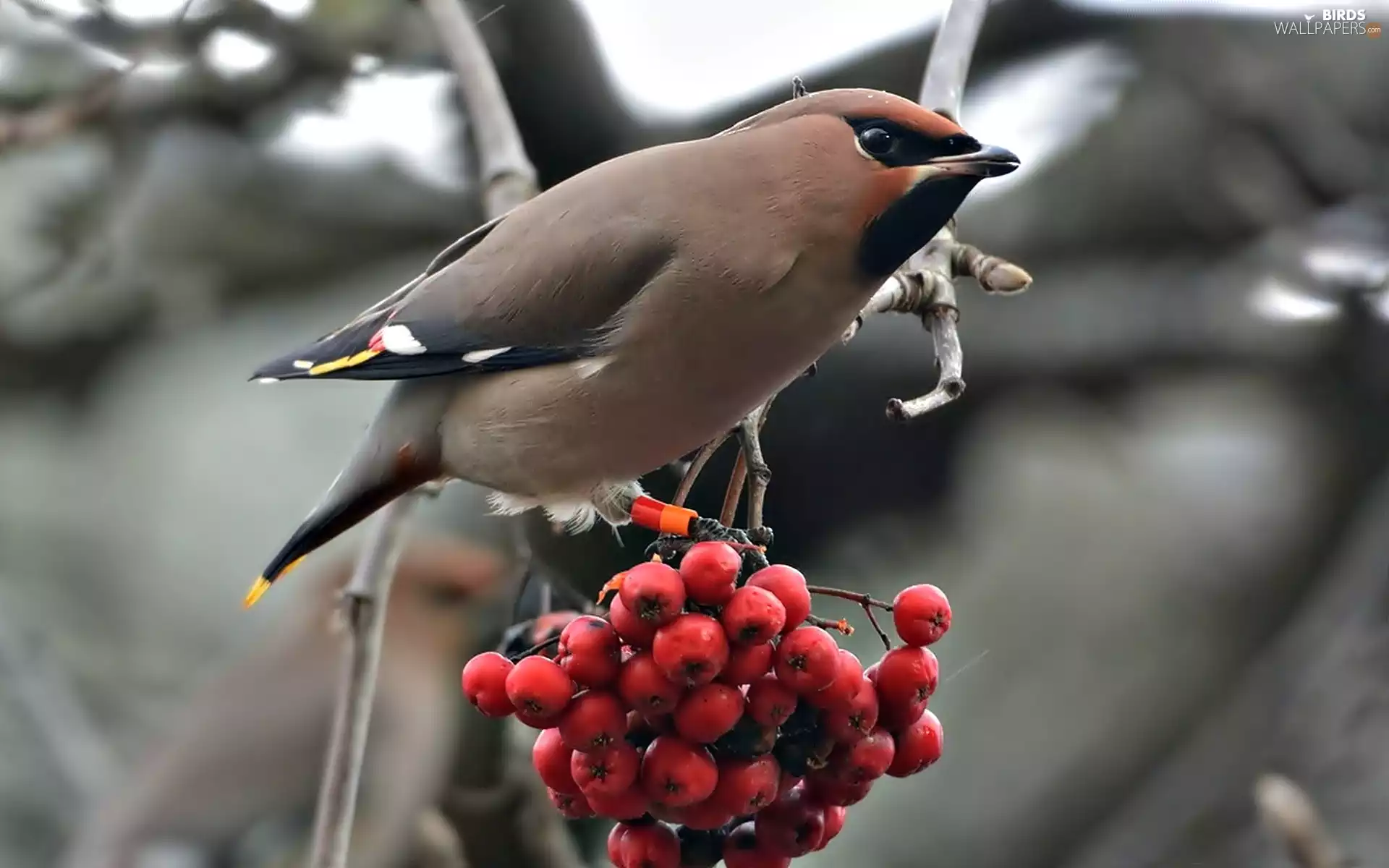 Plant, Bird, Waxwing