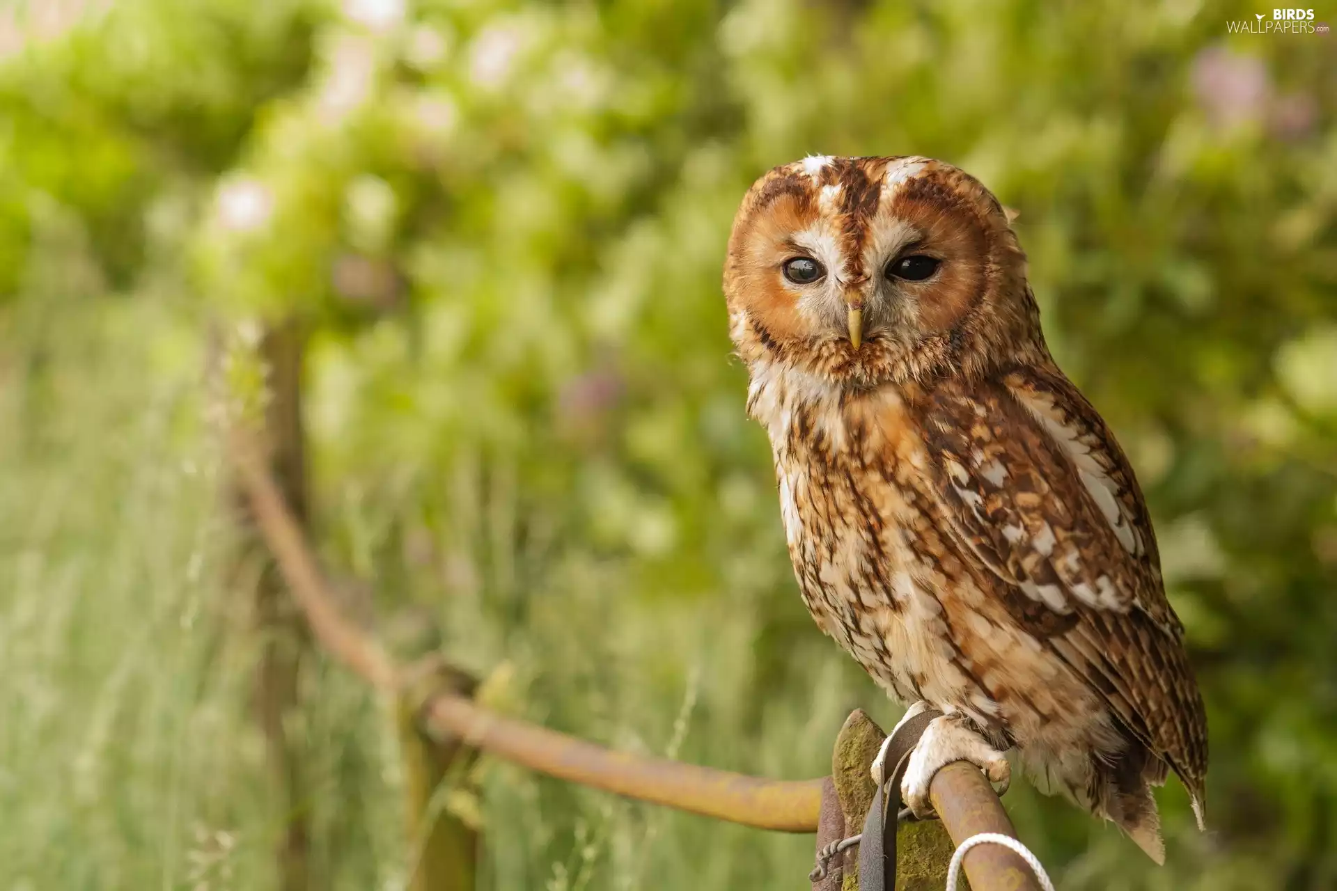 Plants, owl, fence