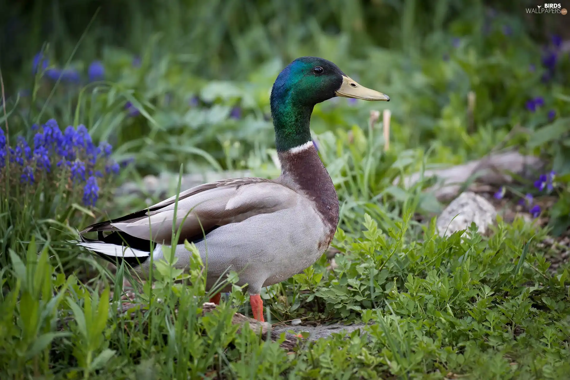 Plants, Flowers, drake, crossing, Bird