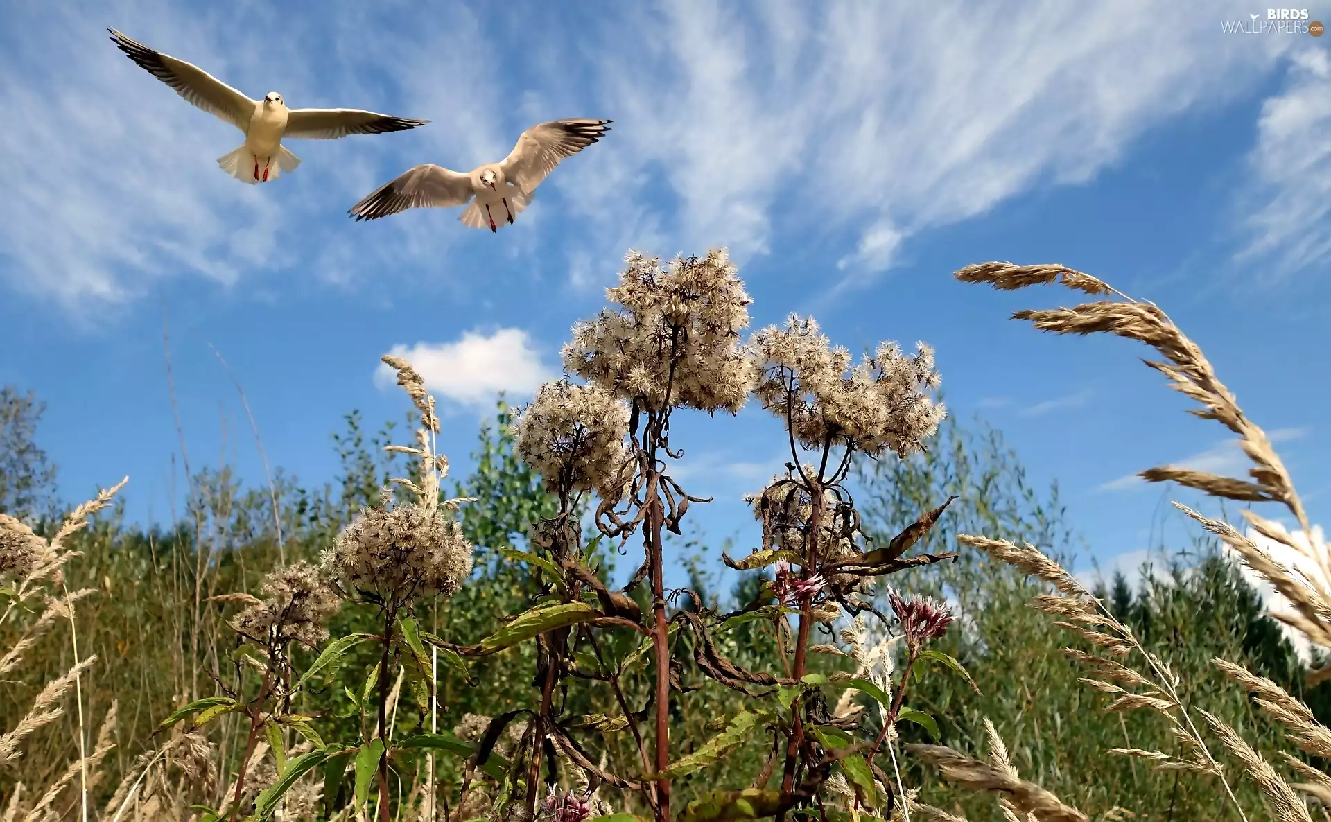 Meadow, gulls, Sky, Plants