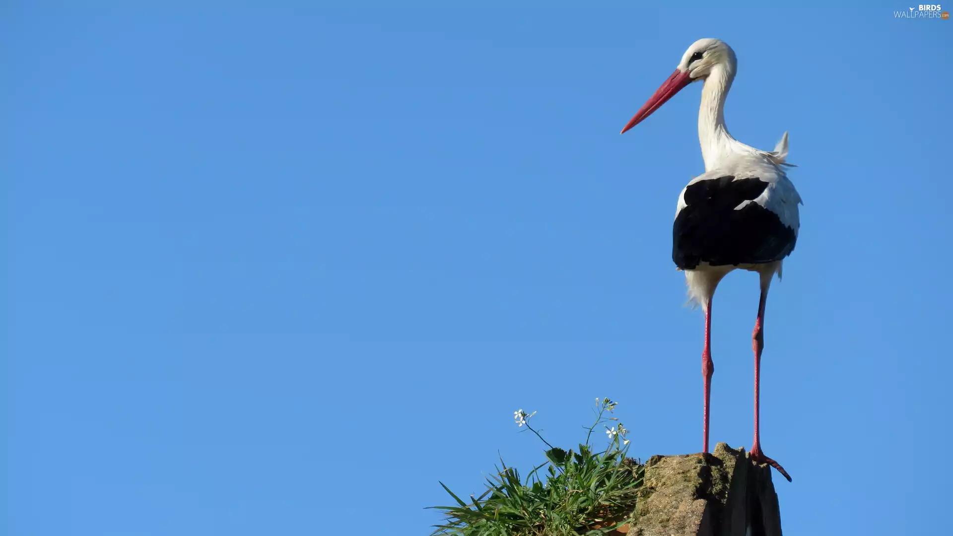 Plants, stork, Rocks