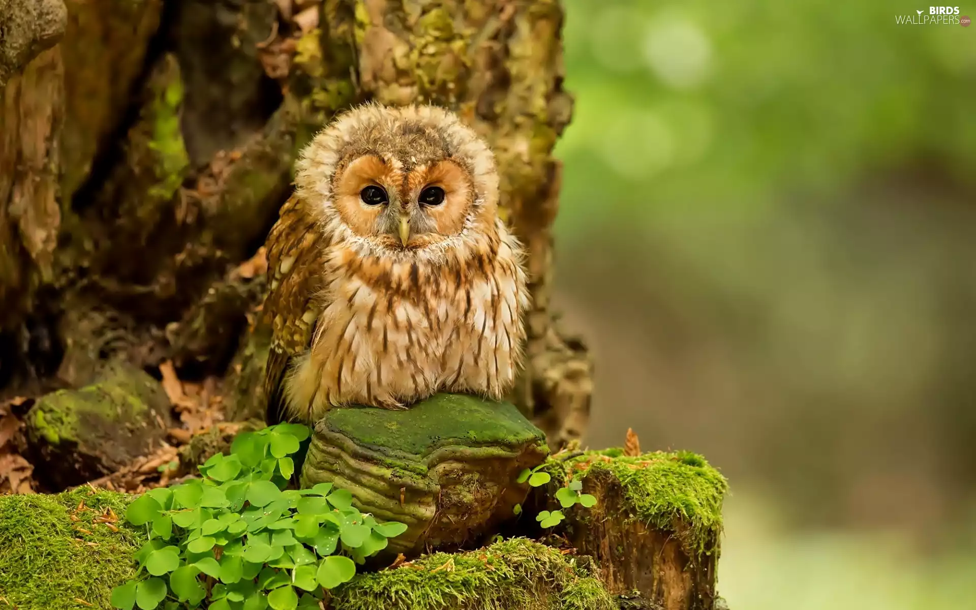 Plants, owl, trees