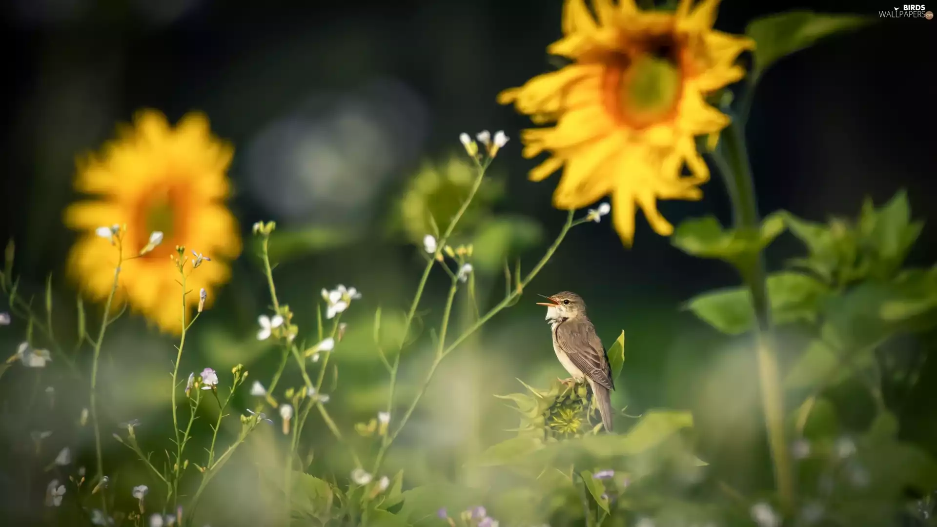 Bird, Nice sunflowers, Plants, Willow Warbler