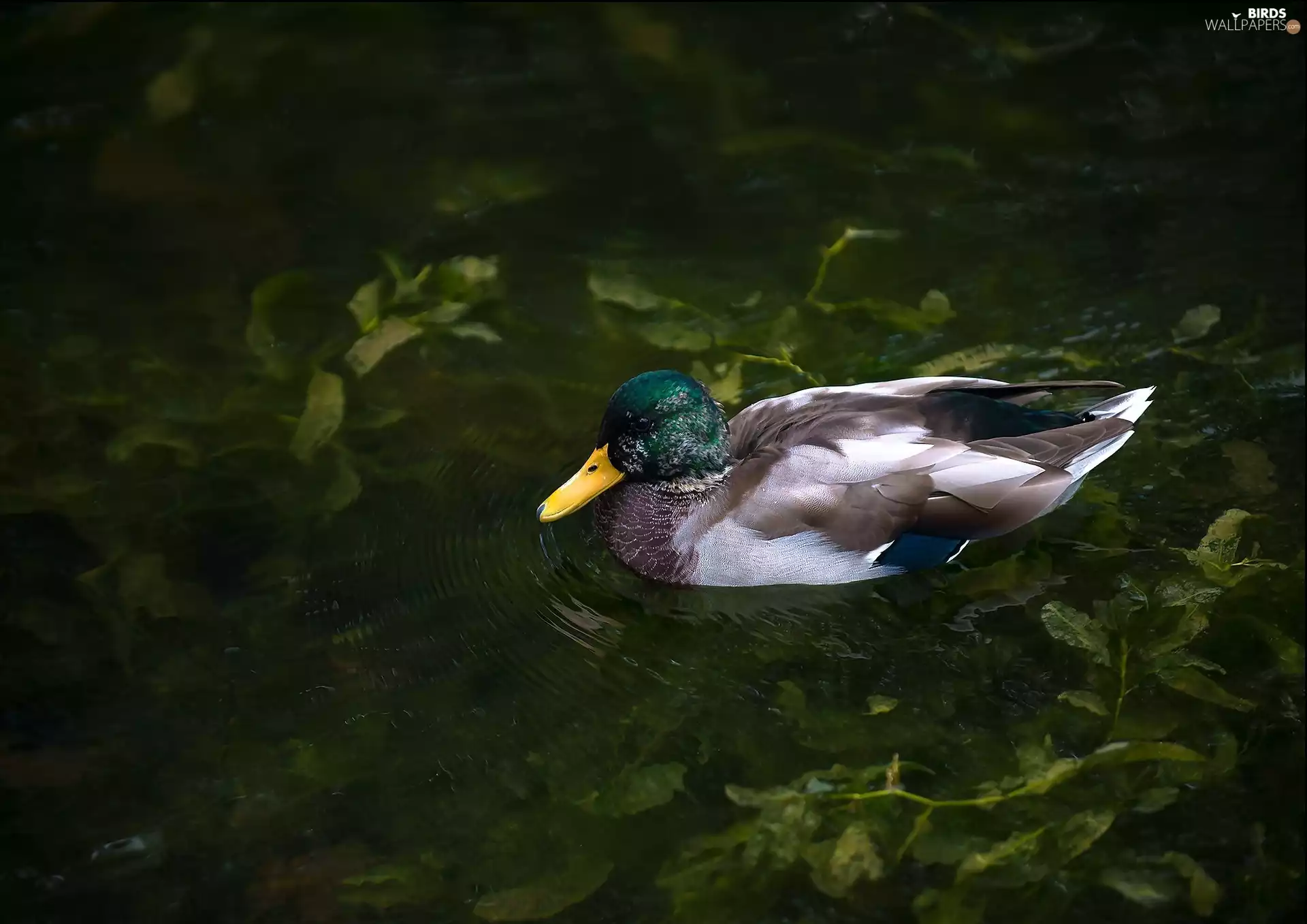 duck, Plants, water, Pond - car