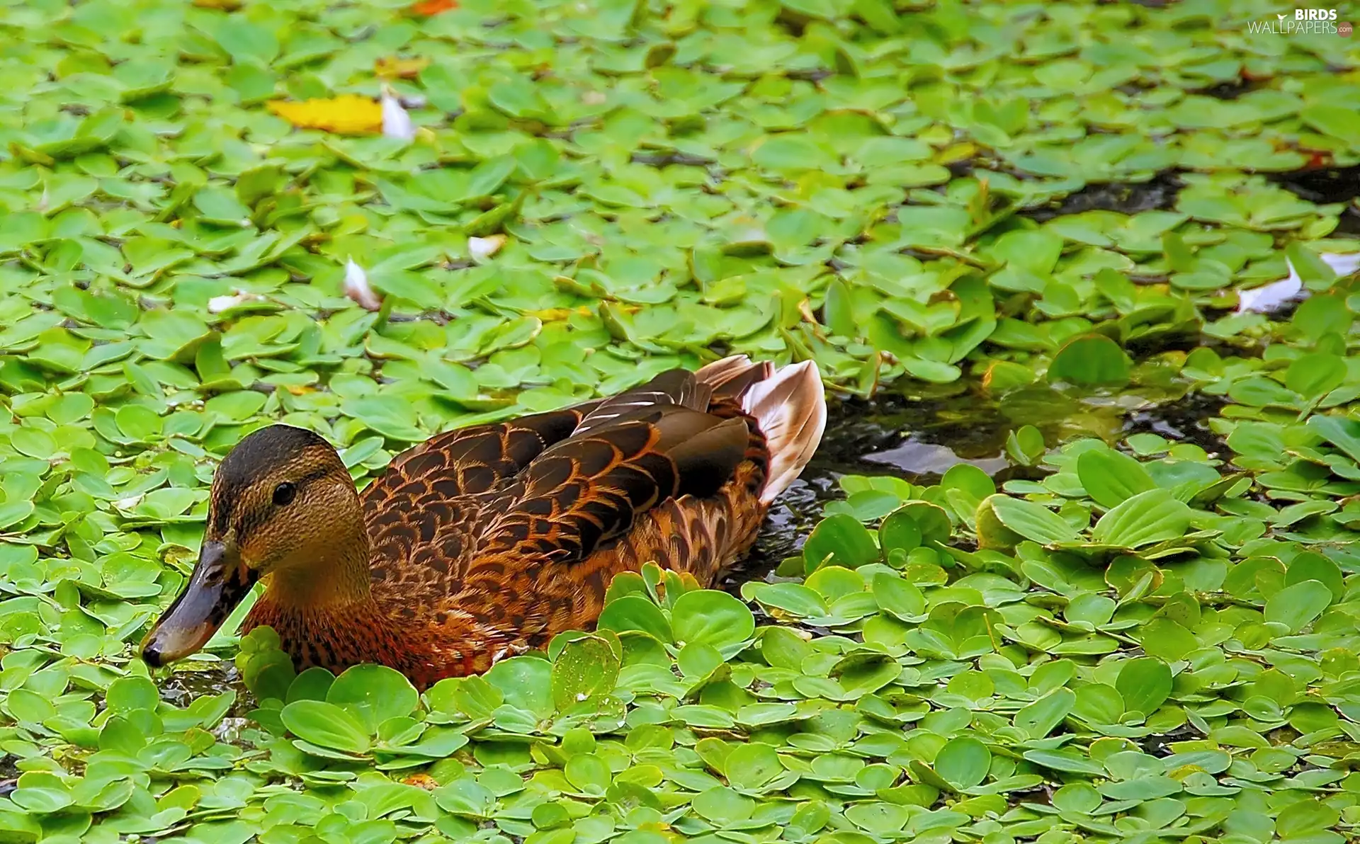 Plants, duck, water