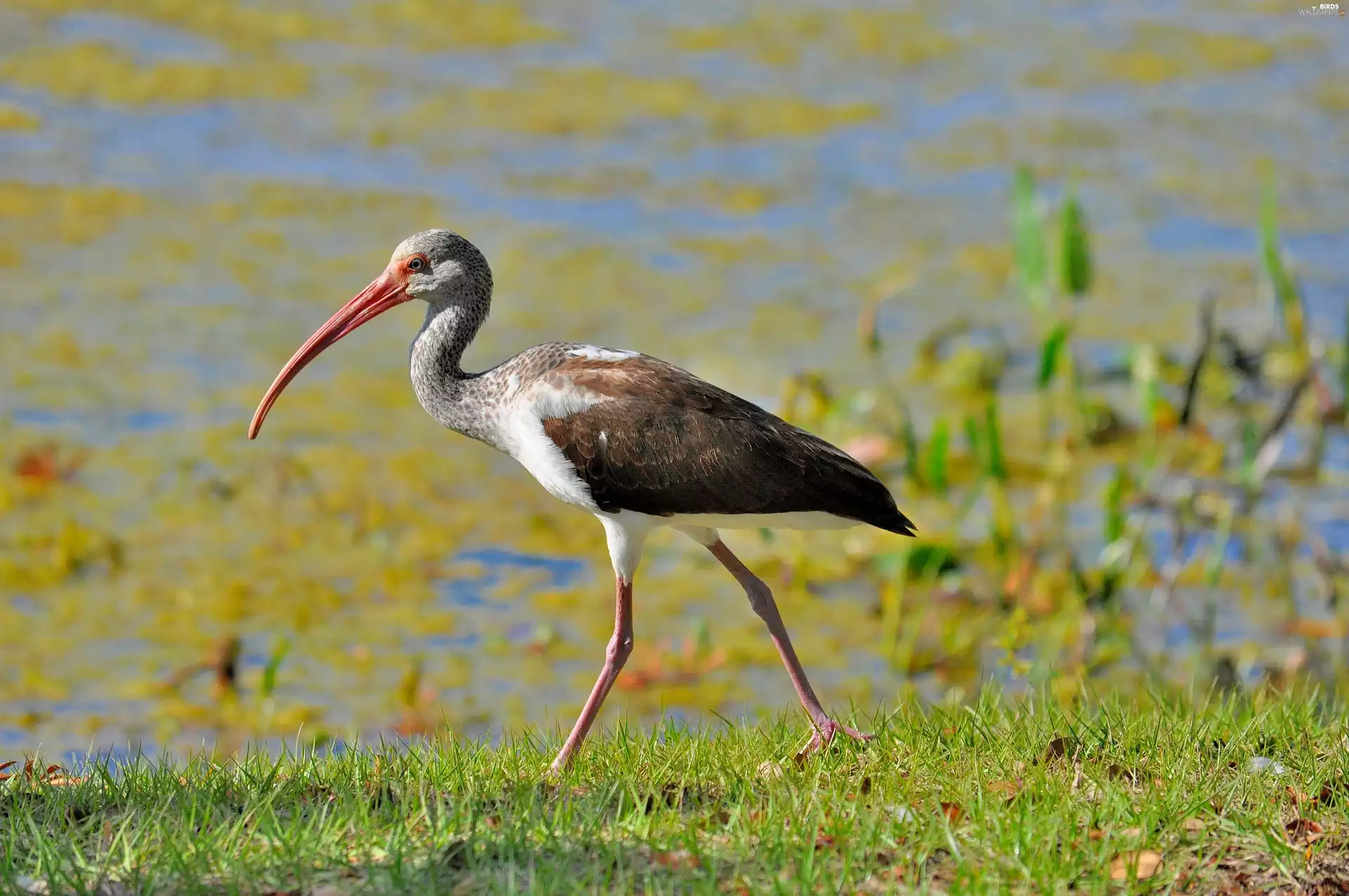 Plants, Ibis, water