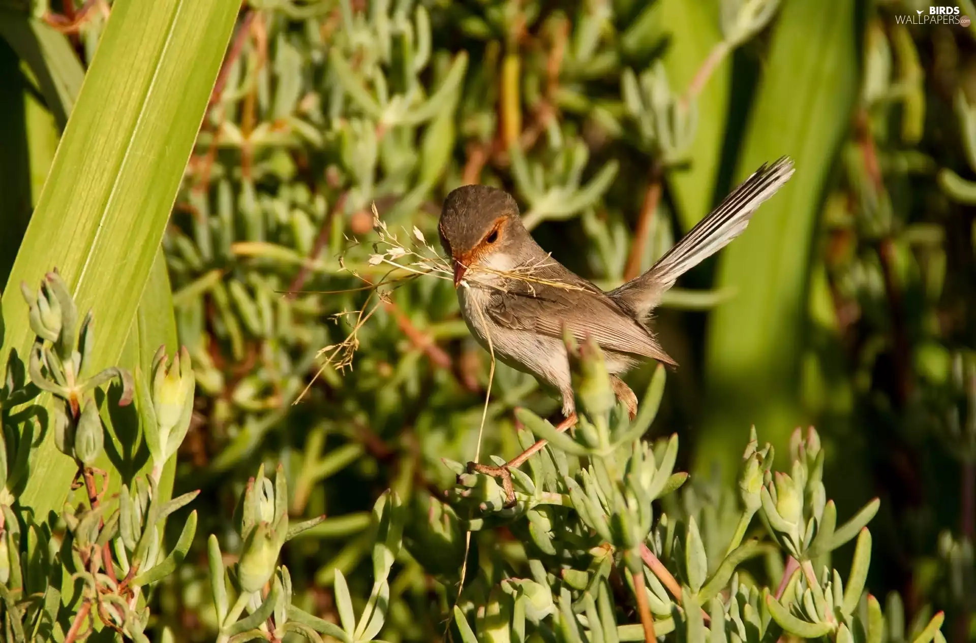 Plants, birdies, wren