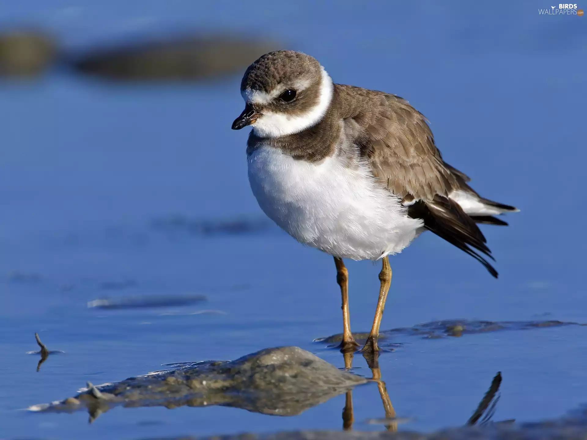 plover, Bird, Plover