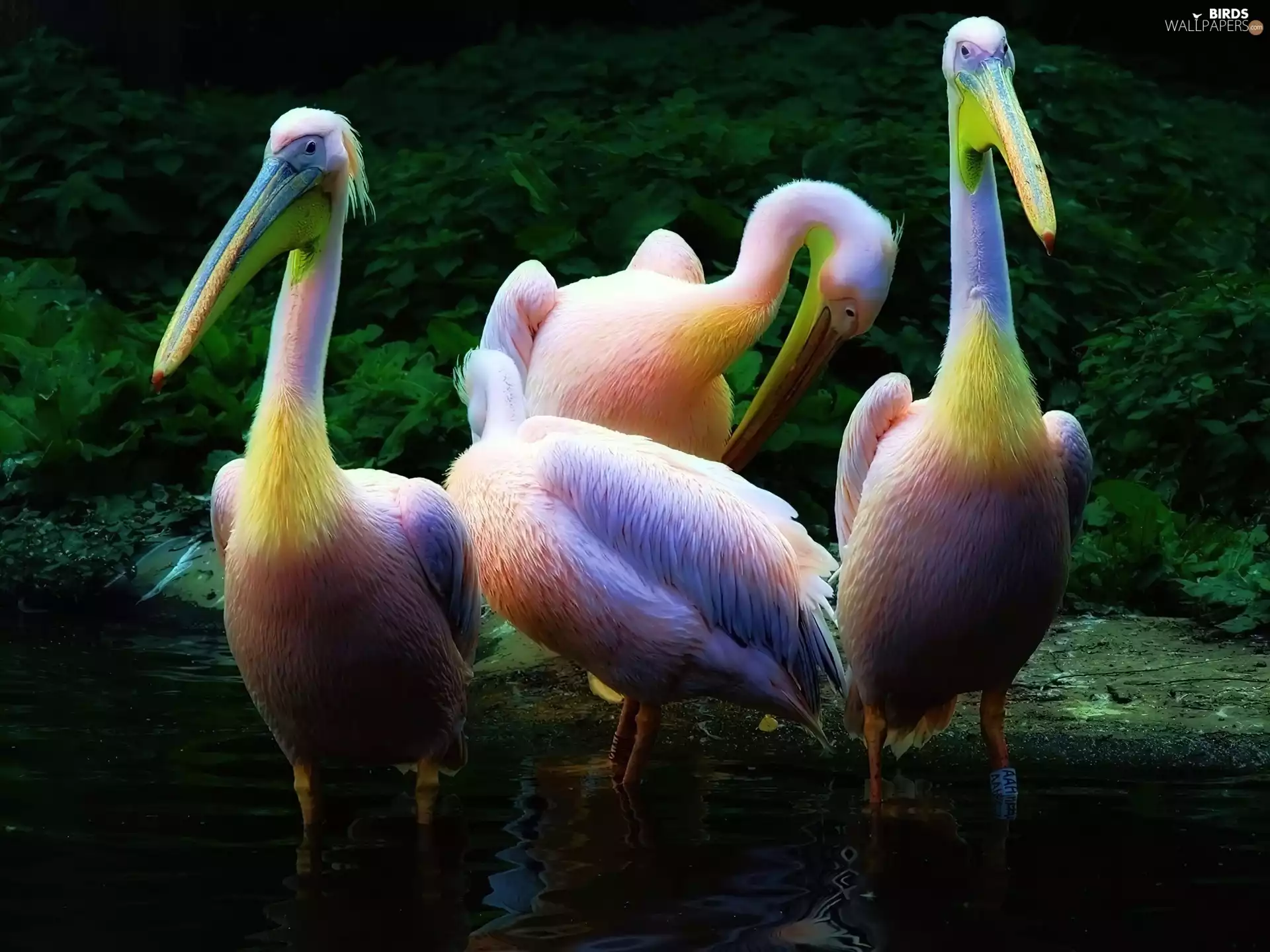 plumage, pelicans, rainbow