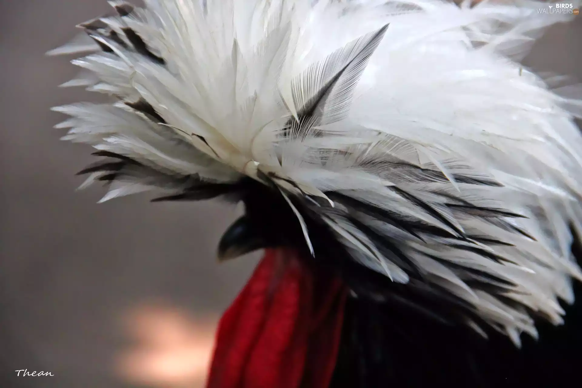 plume, rooster, decorated