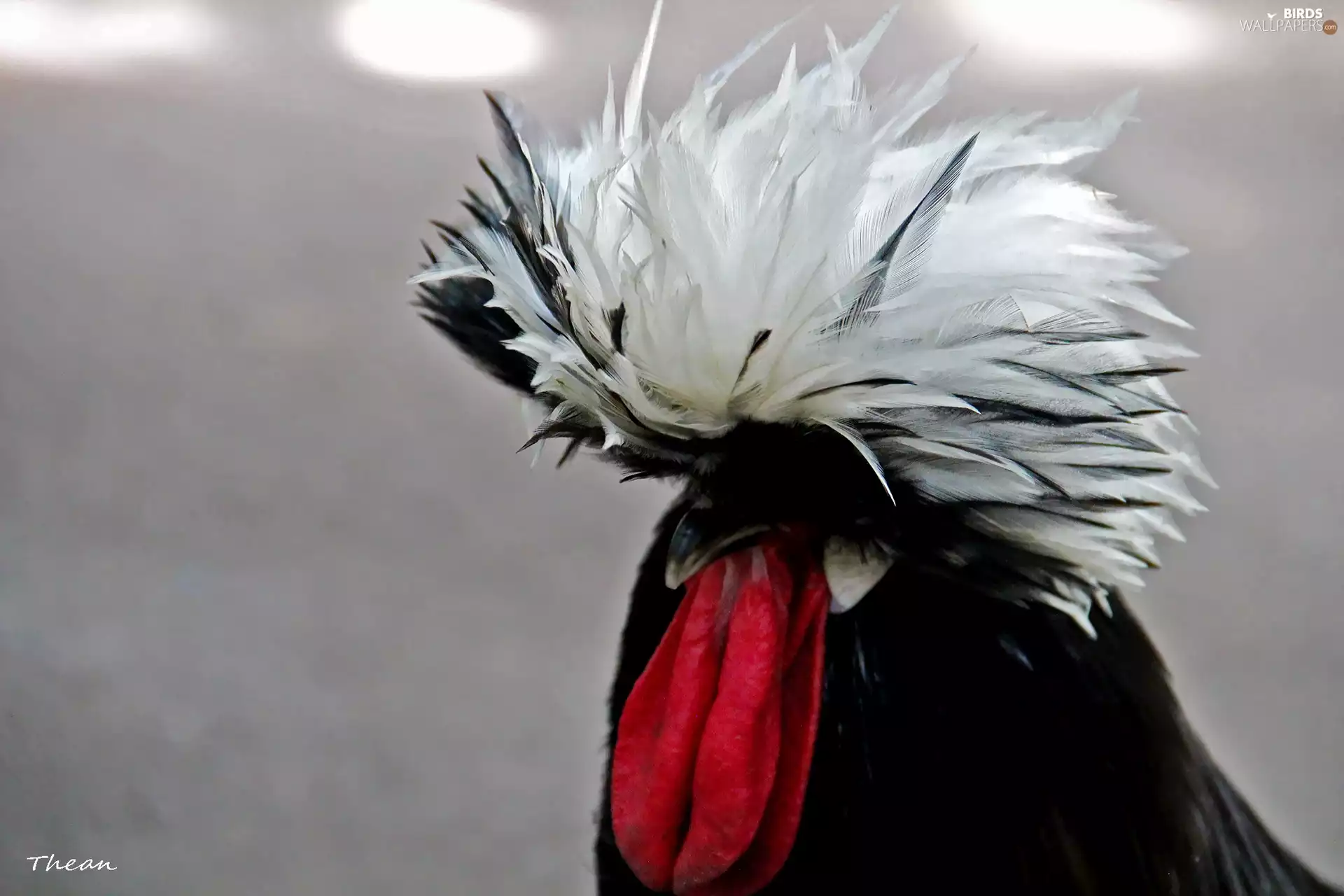 plume, rooster, decorated