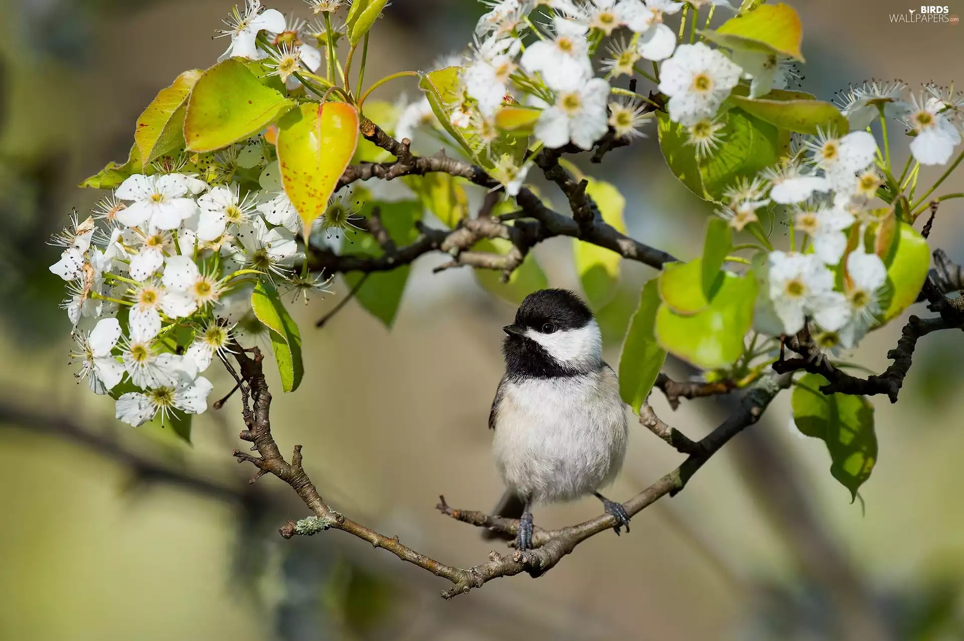 Poecile Carolinensis