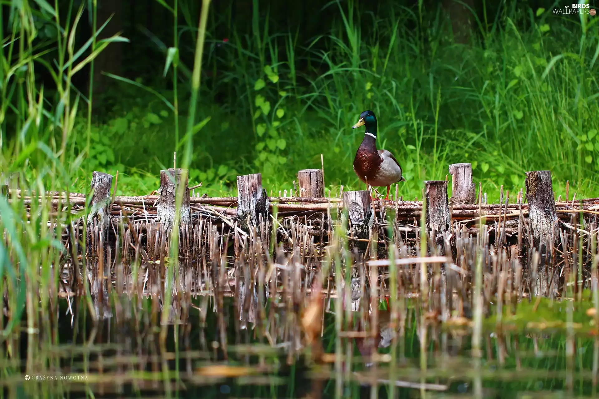 duck, Pond - car, drake, crossing