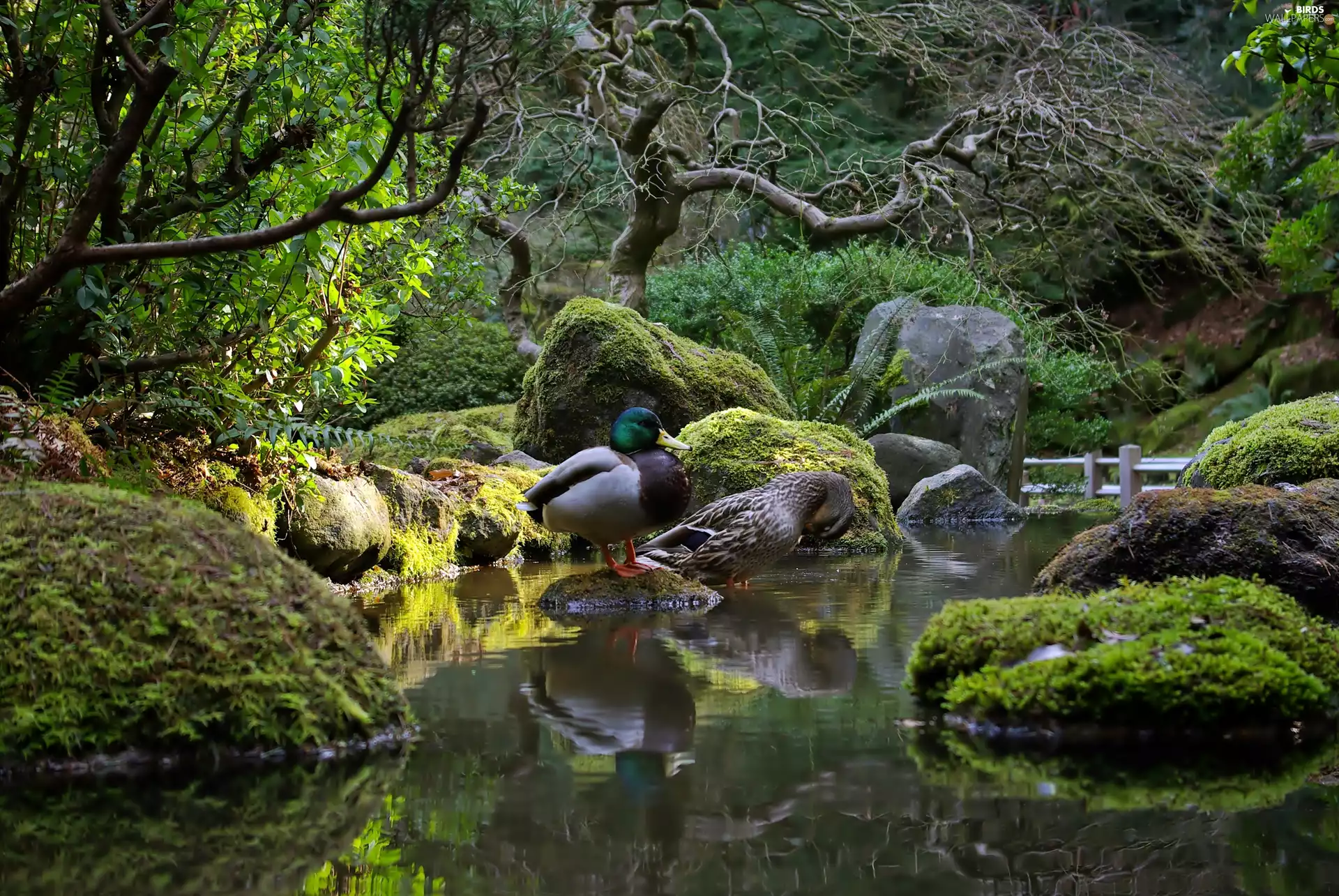 Garden, Pond - car, ducks, japanese