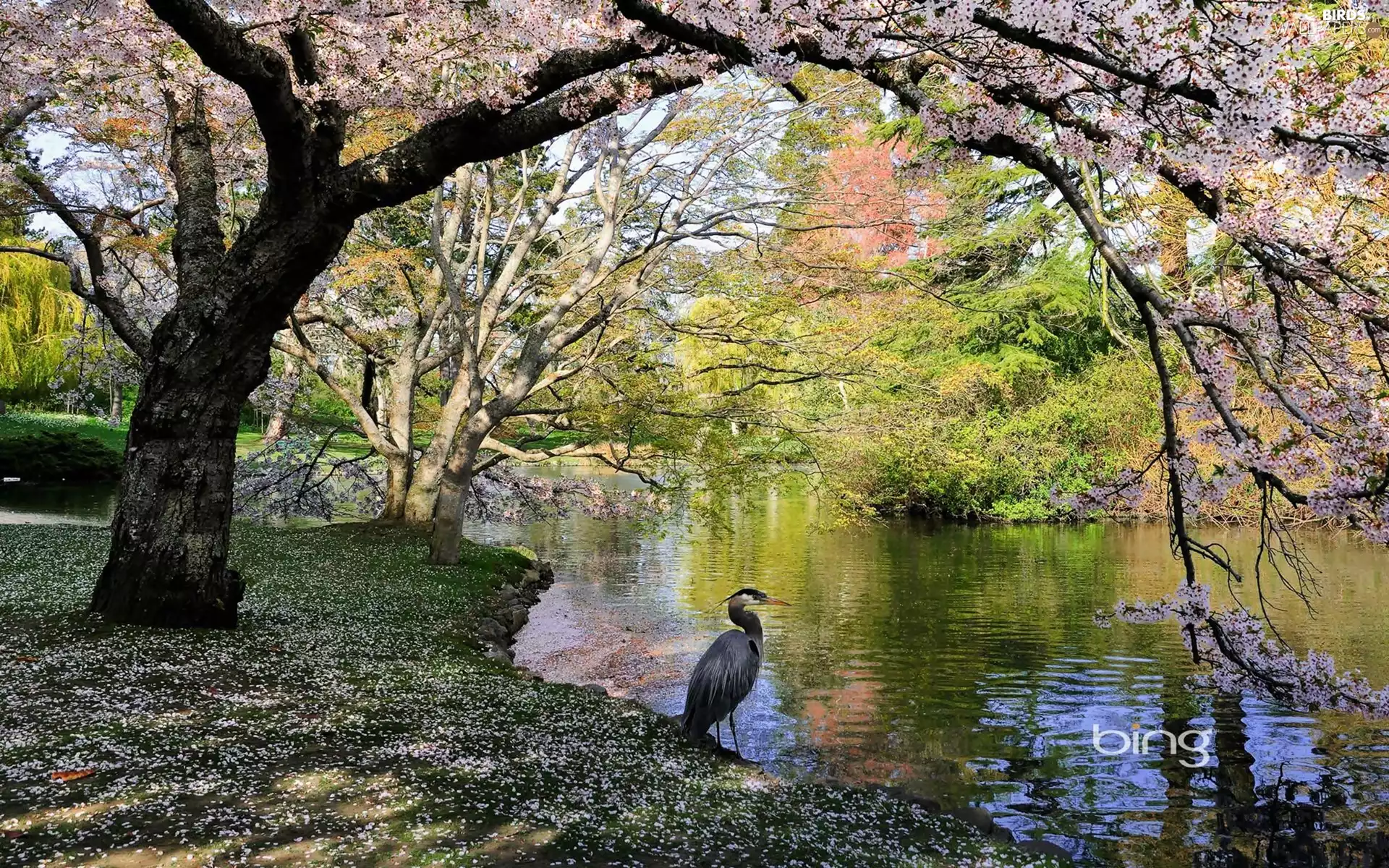 Spring, Pond - car, heron, Park