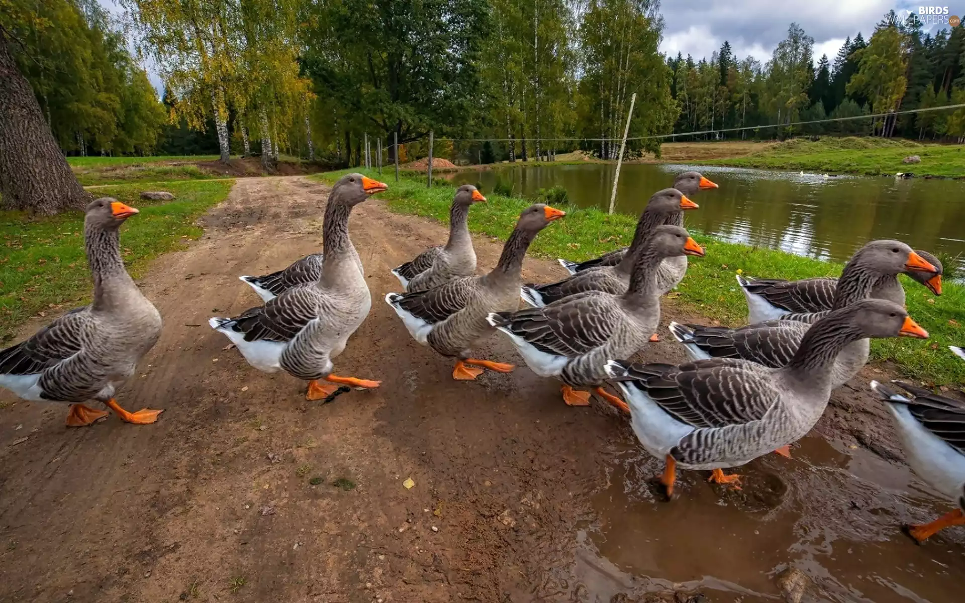 geese, Pond - car, forest, Way