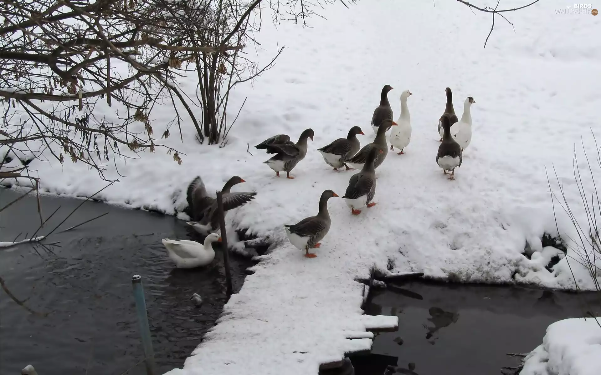 snow, winter, geese, Pond - car, herd