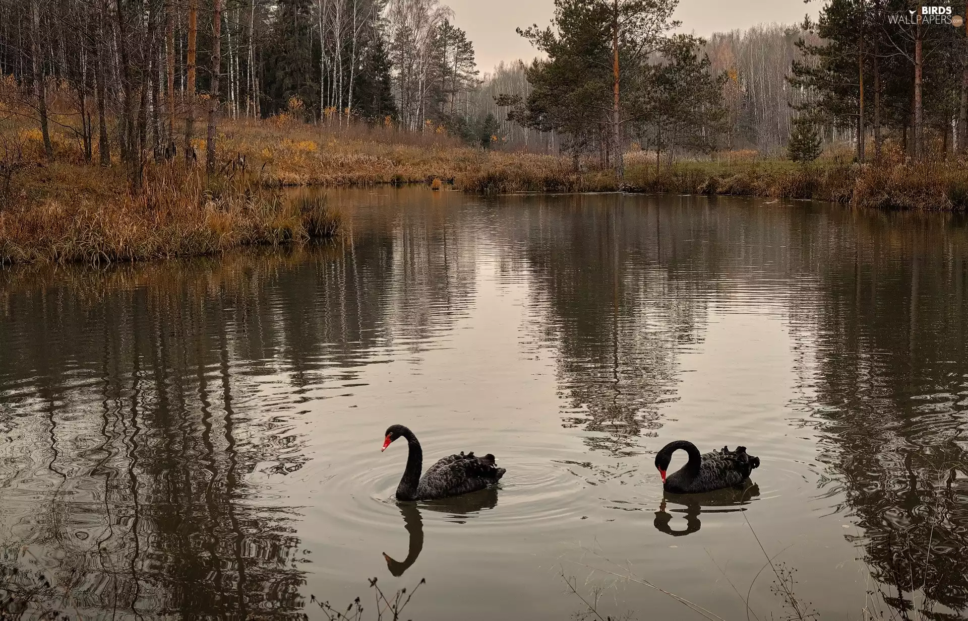 Pond - car, viewes, Black, forest, trees, Two cars, Swan