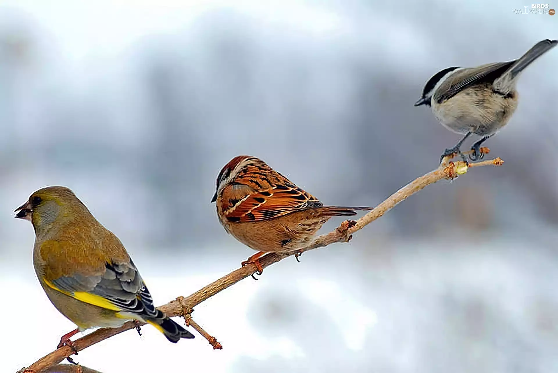 linnet, tit, The poor, tree sparrow