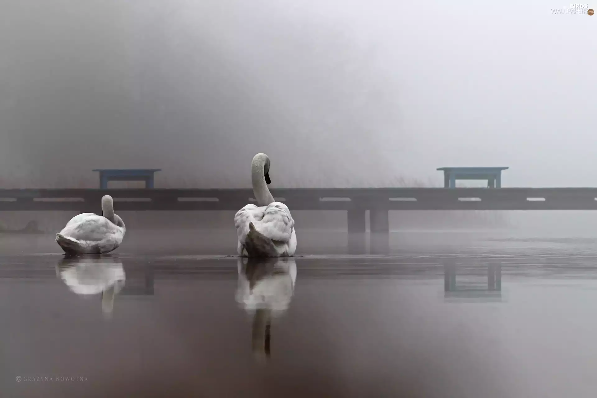 undine, Poznań, Platform, lake, Swan