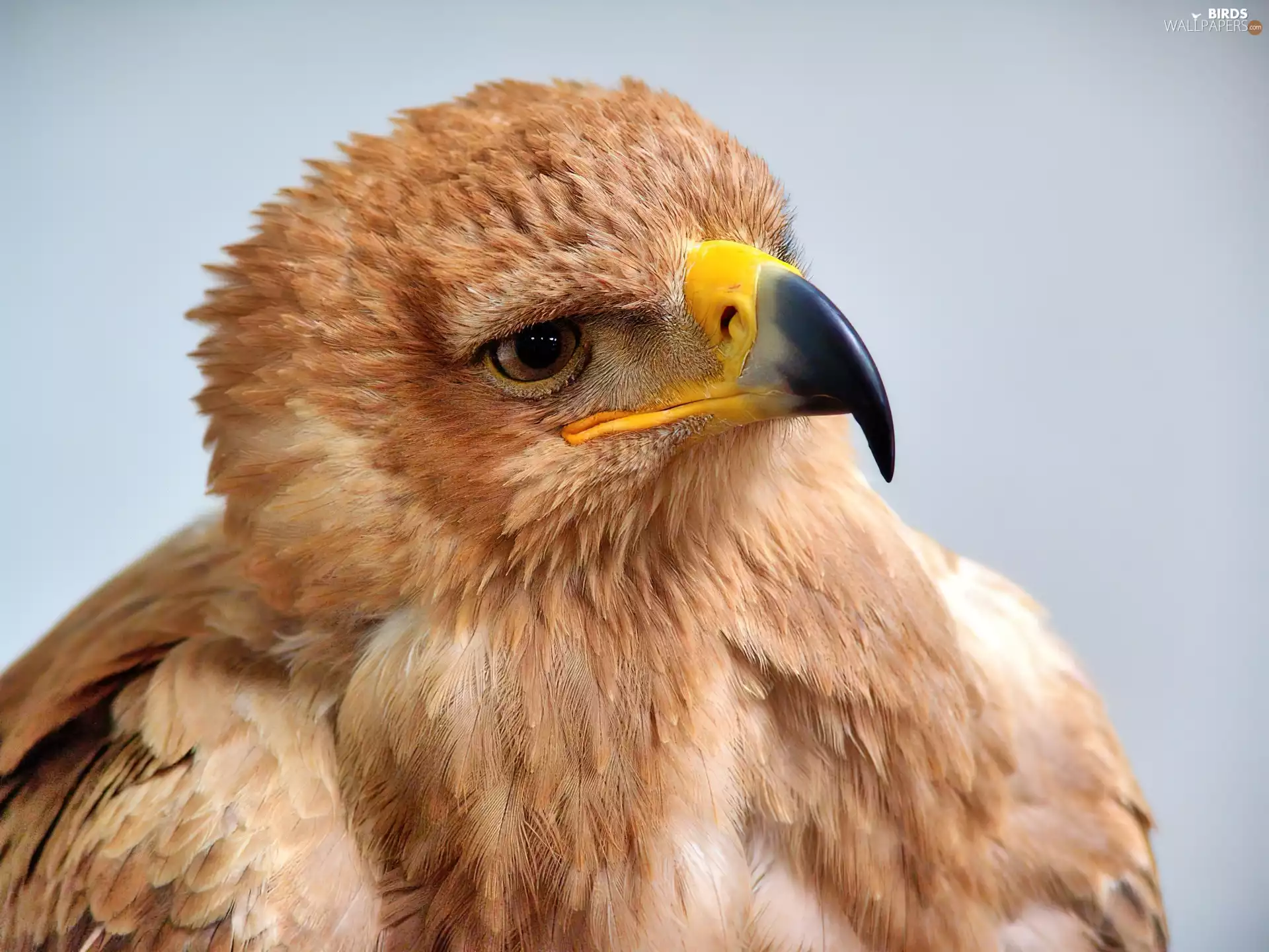 predatory, eagle, Bird