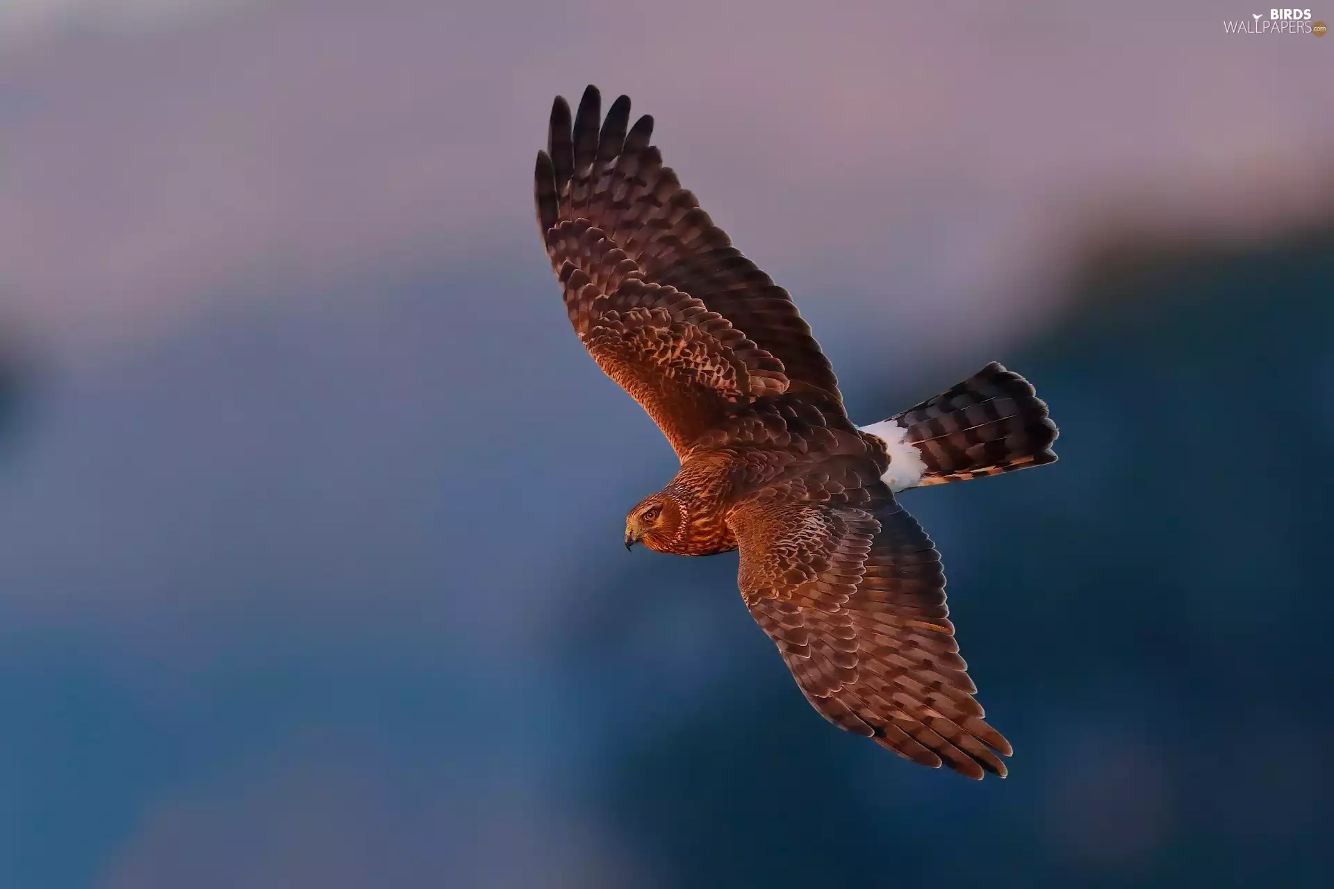 Bird, flight, hawk, predatory