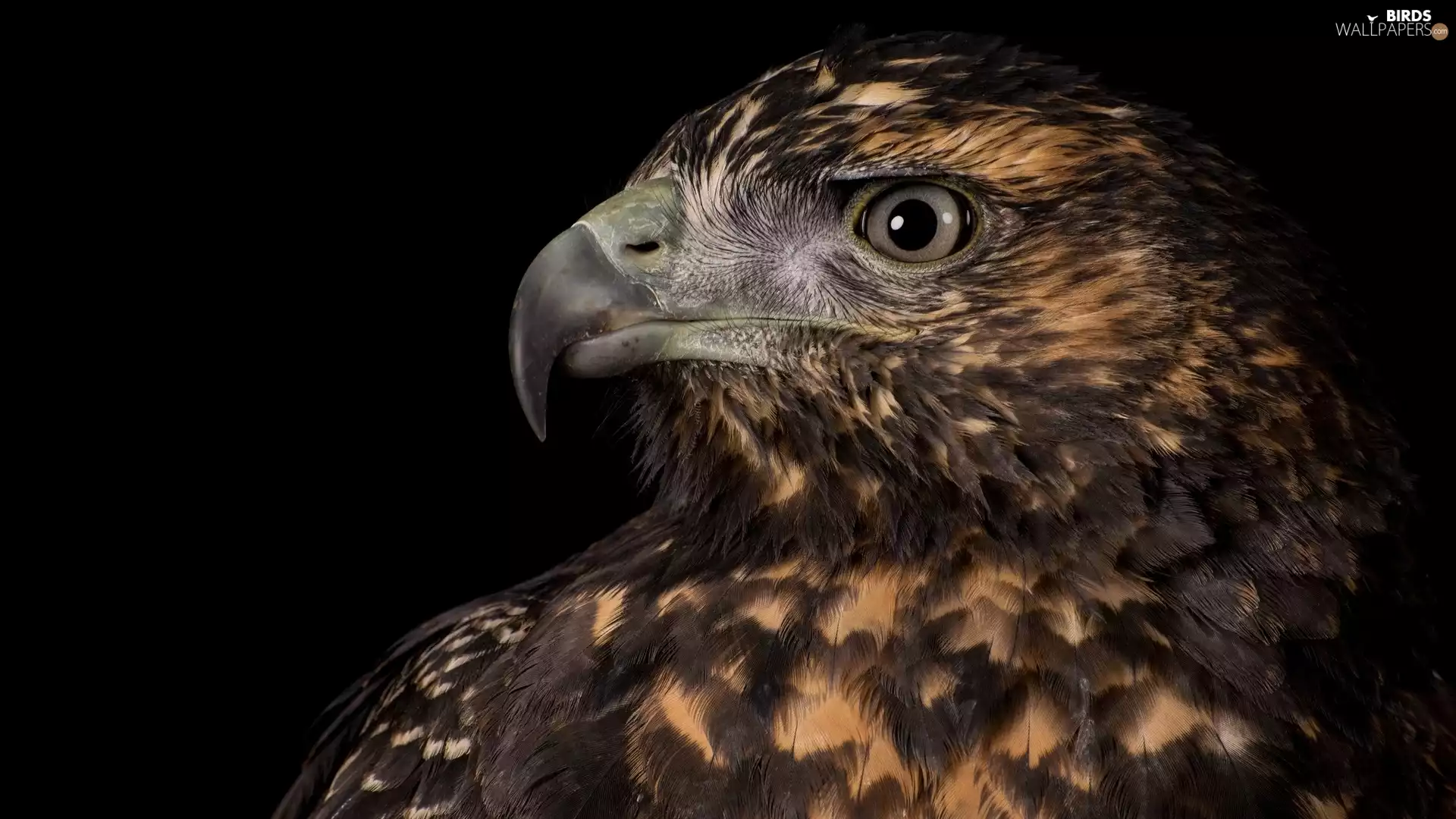 eagle, Black, background, profile