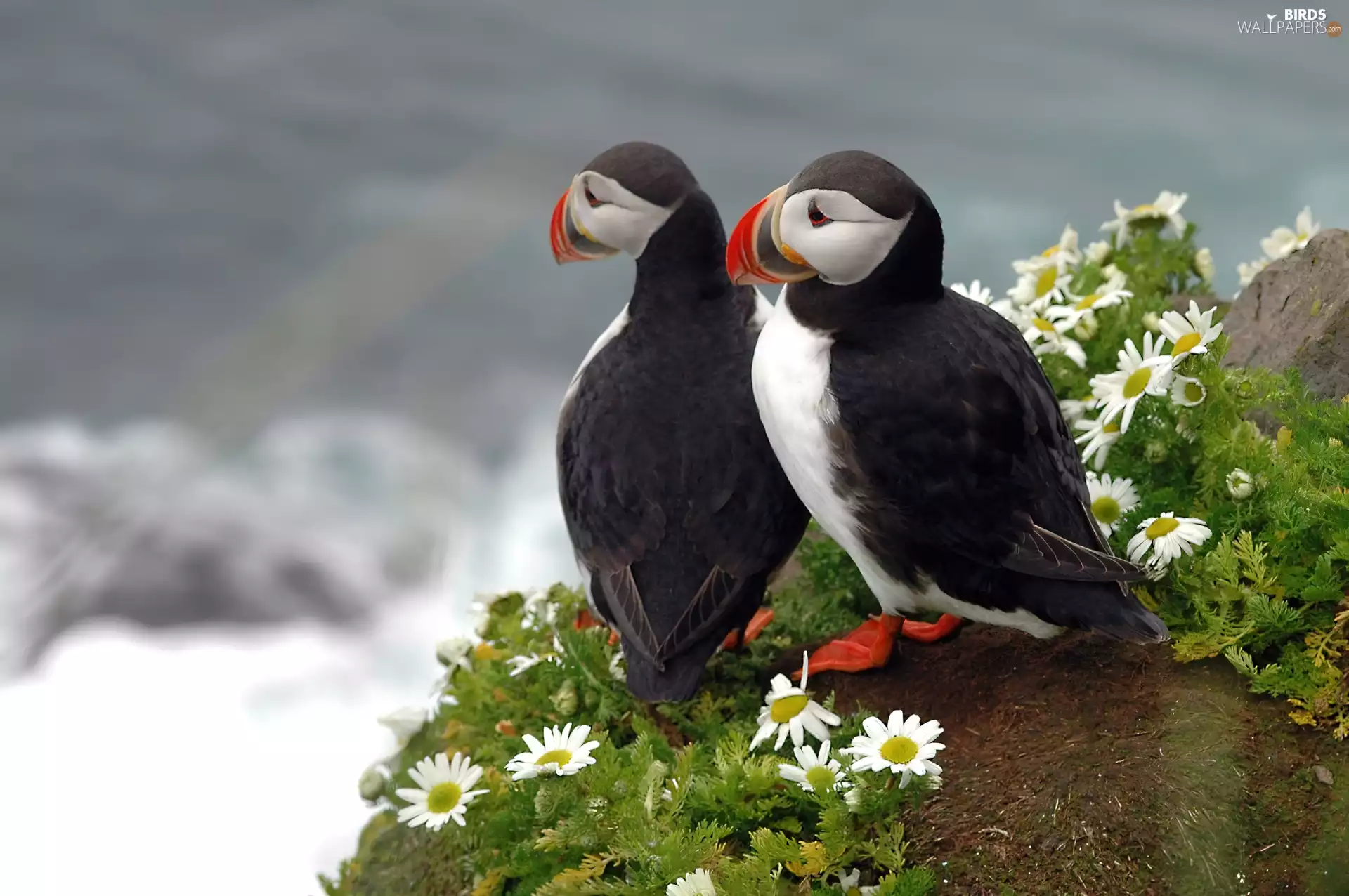 birds, Rocks, Flowers, Puffins