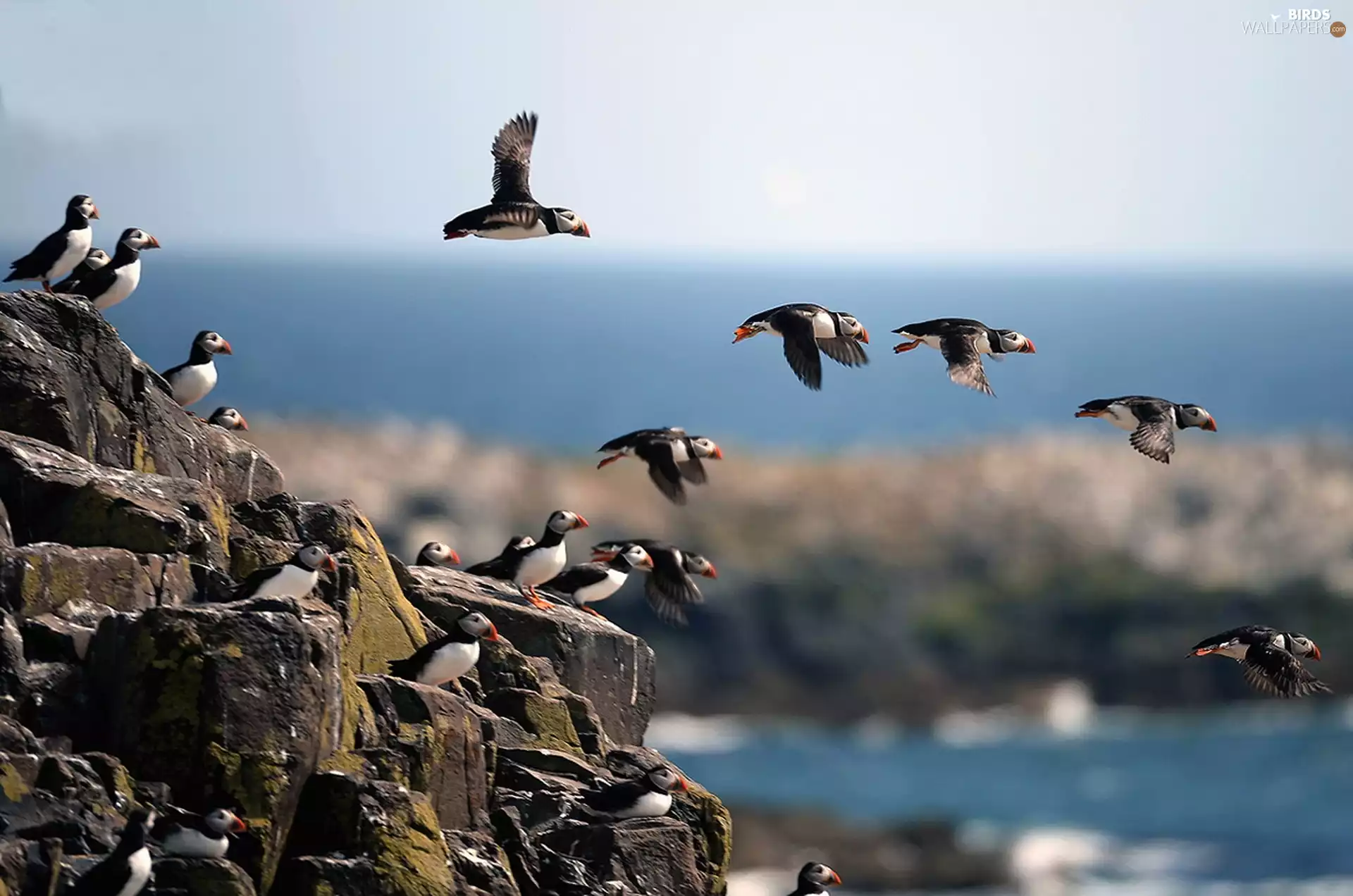 birds, sea, rocks, Puffins