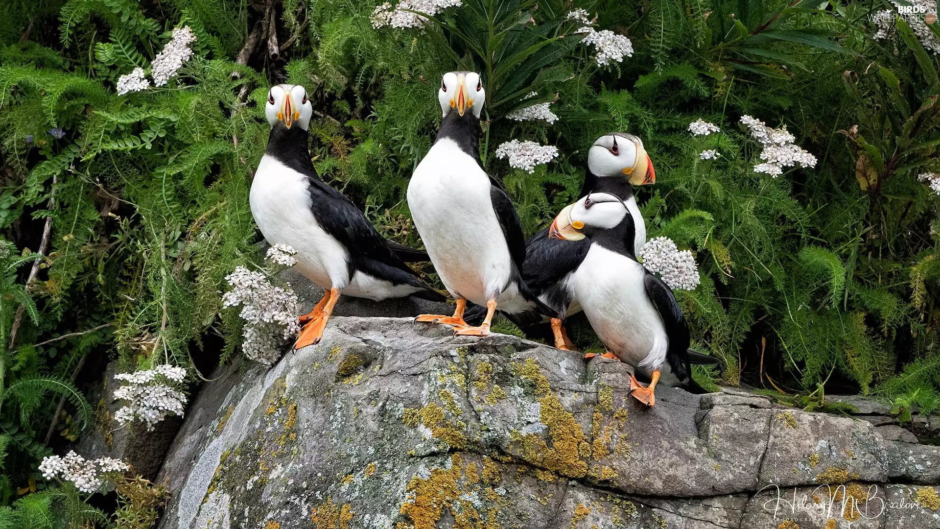 birds, Stone, VEGETATION, Puffins