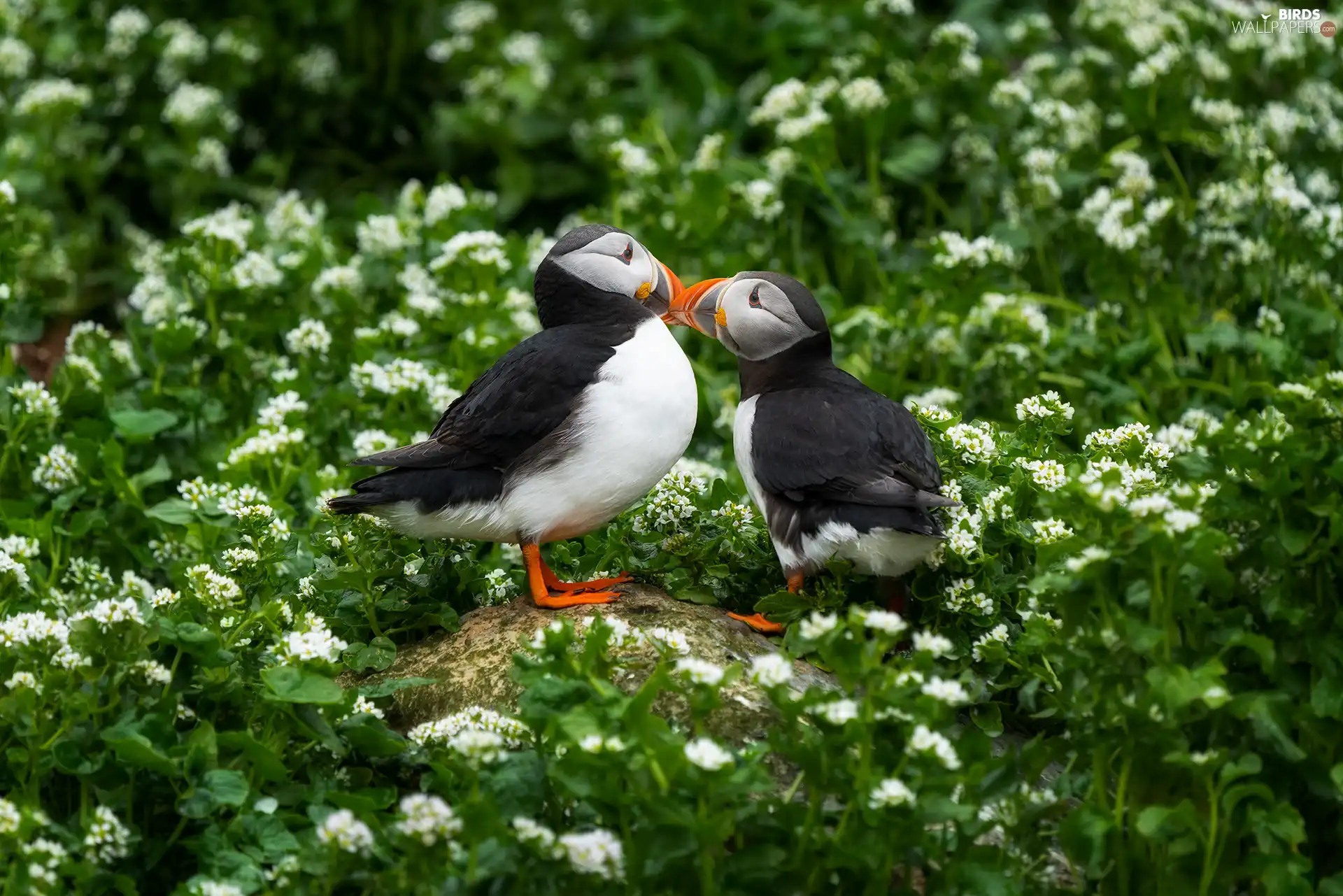 Stone, Flowers, birds, Puffins, Two cars